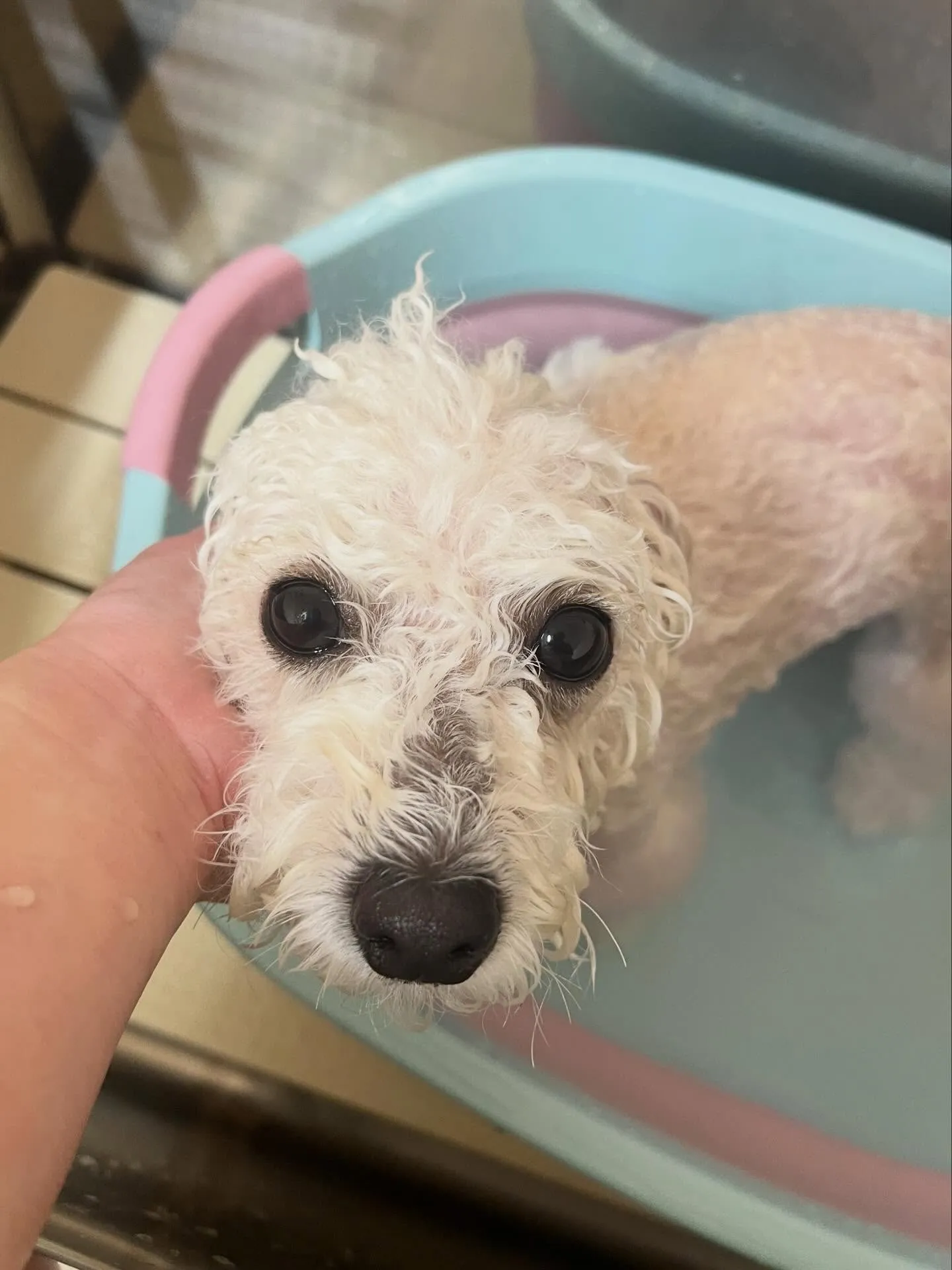 🍃4/11のトリミング🍃ミックス犬🐶｜名東区・千種区・守山区...