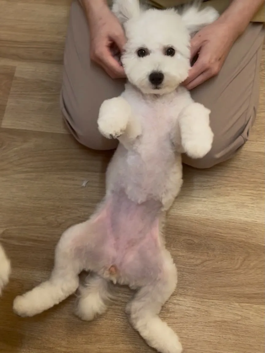 🍃4/11のトリミング🍃ミックス犬🐶｜名東区・千種区・守山区...