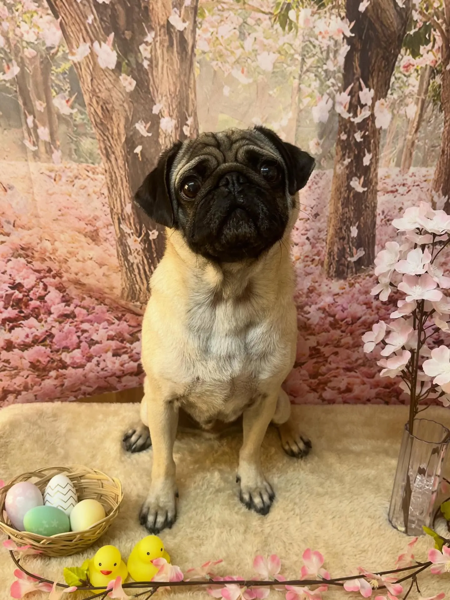 🍃4/11のトリミング🍃パグ🐶｜名東区・千種区・守山区の動物...