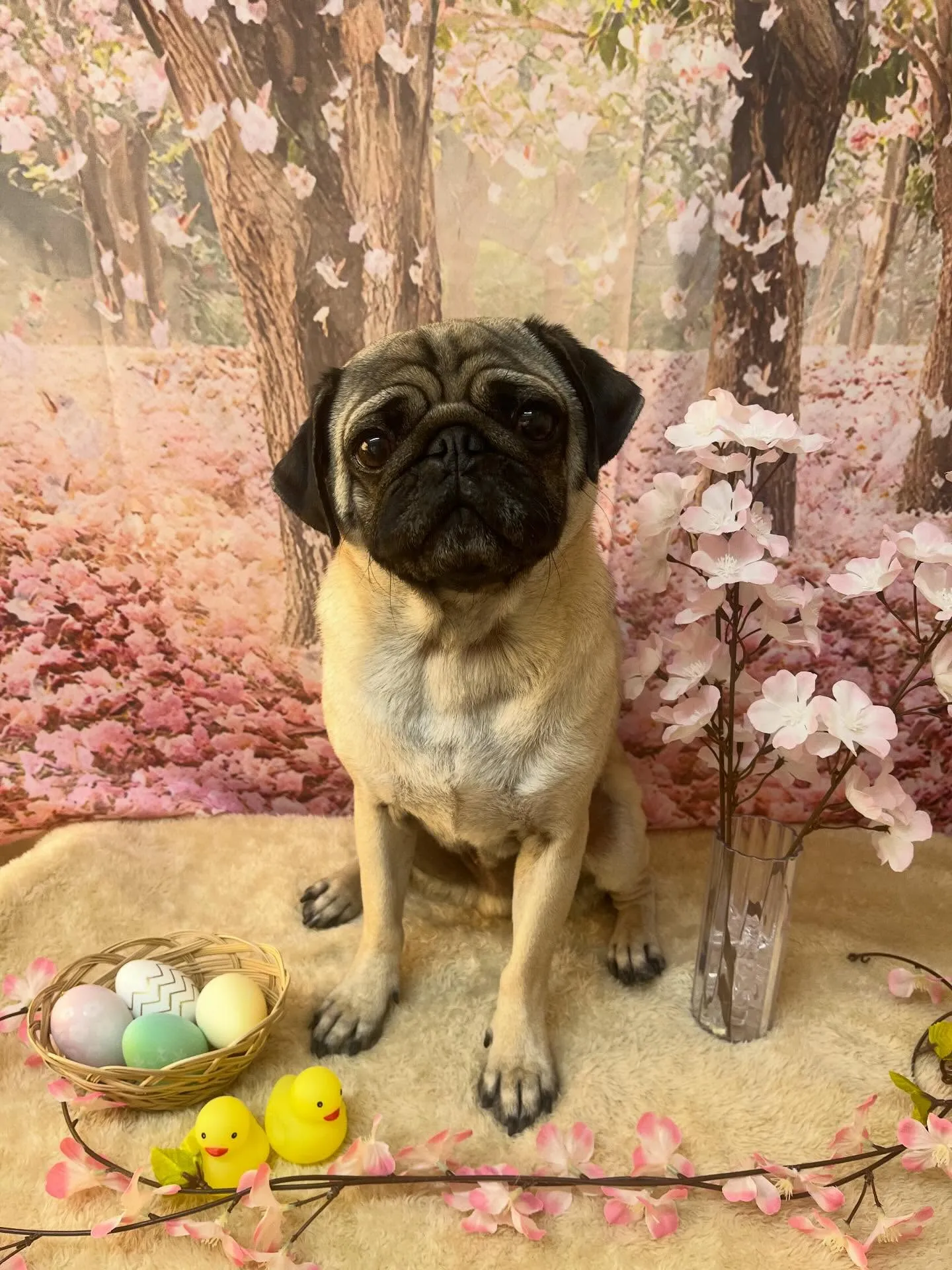 🍃4/11のトリミング🍃パグ🐶｜名東区・千種区・守山区の動物...