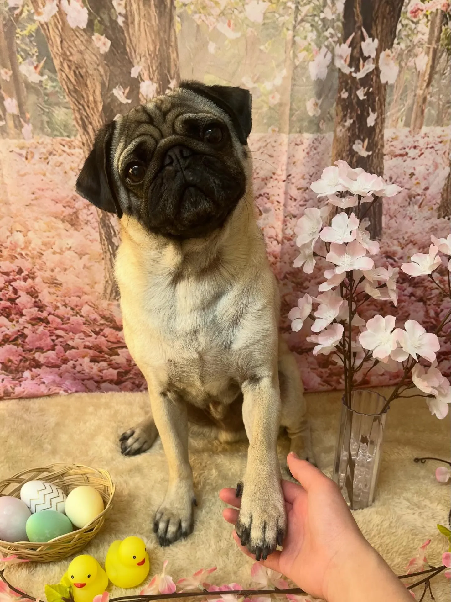 🍃4/11のトリミング🍃パグ🐶｜名東区・千種区・守山区の動物...