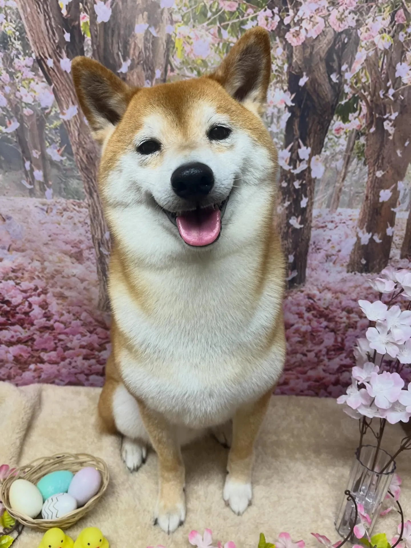 🍃4/11のトリミング🍃柴犬🐶｜名東区・千種区・守山区の動物...