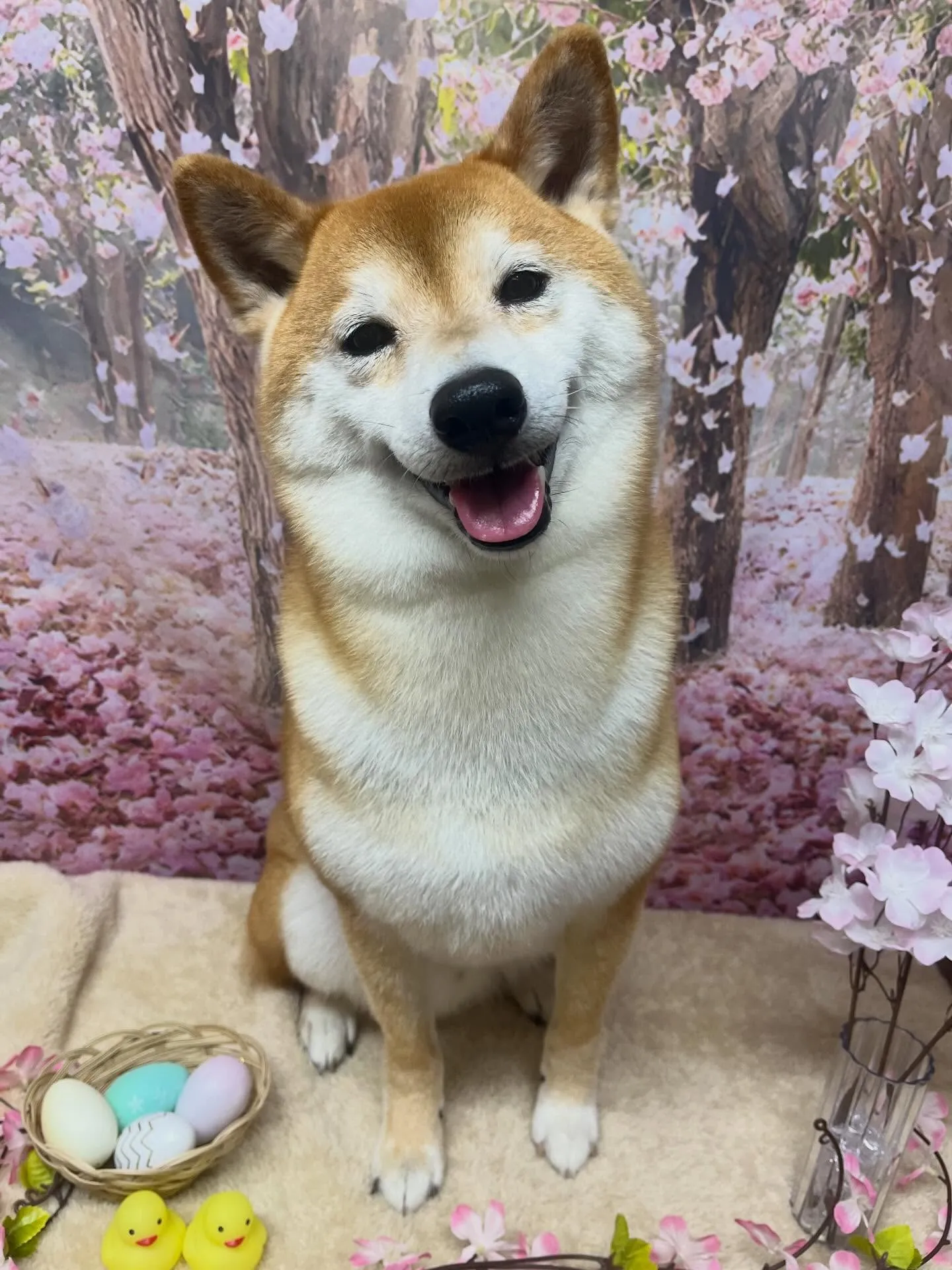 🍃4/11のトリミング🍃柴犬🐶｜名東区・千種区・守山区の動物...