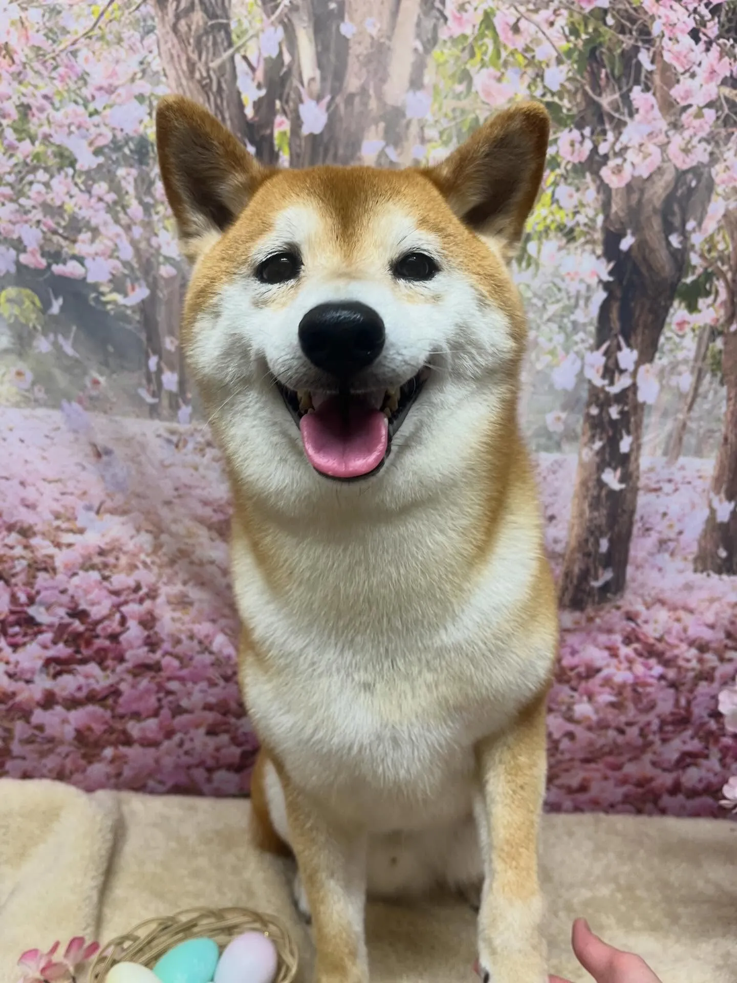 🍃4/11のトリミング🍃柴犬🐶｜名東区・千種区・守山区の動物...