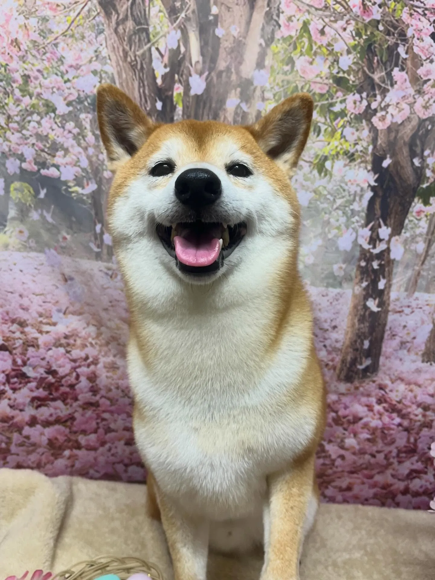 🍃4/11のトリミング🍃柴犬🐶｜名東区・千種区・守山区の動物...