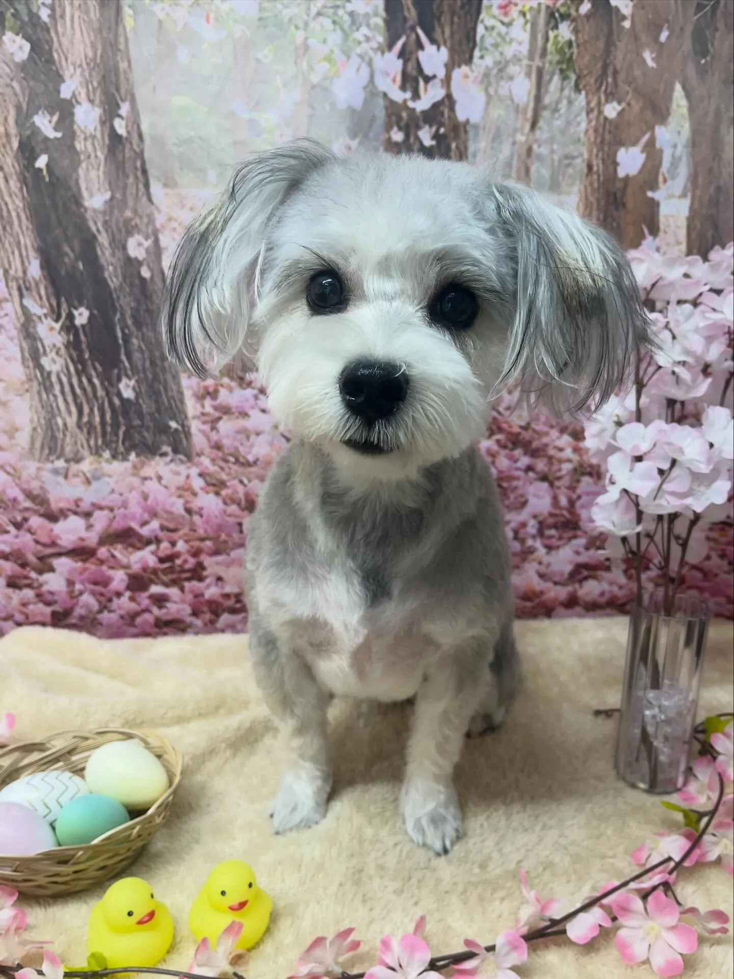 🍃4/12のトリミング🍃ミックス犬🐶|名東区・千種区・守山区...