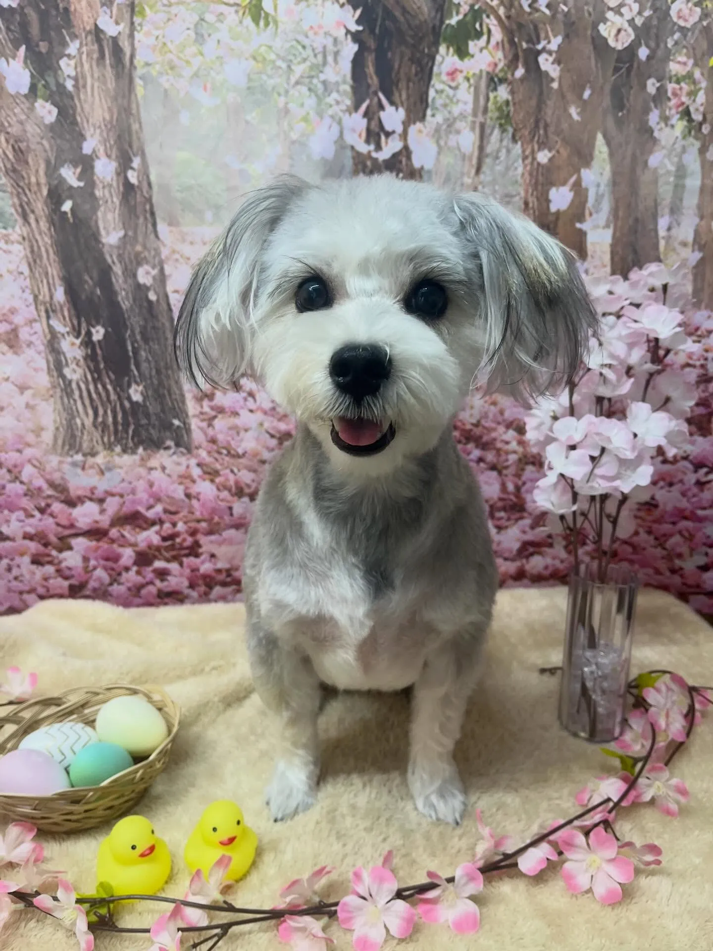 🍃4/12のトリミング🍃ミックス犬🐶｜名東区・千種区・守山区...