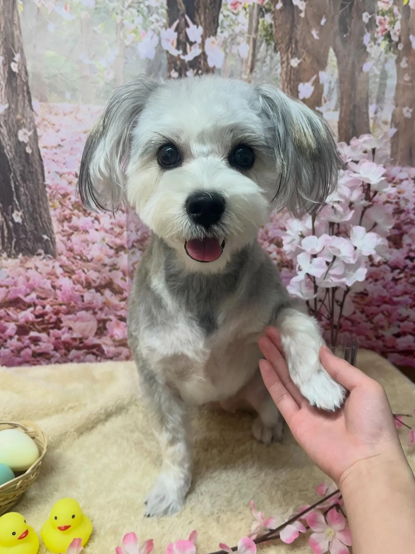 🍃4/12のトリミング🍃ミックス犬🐶｜名東区・千種区・守山区...