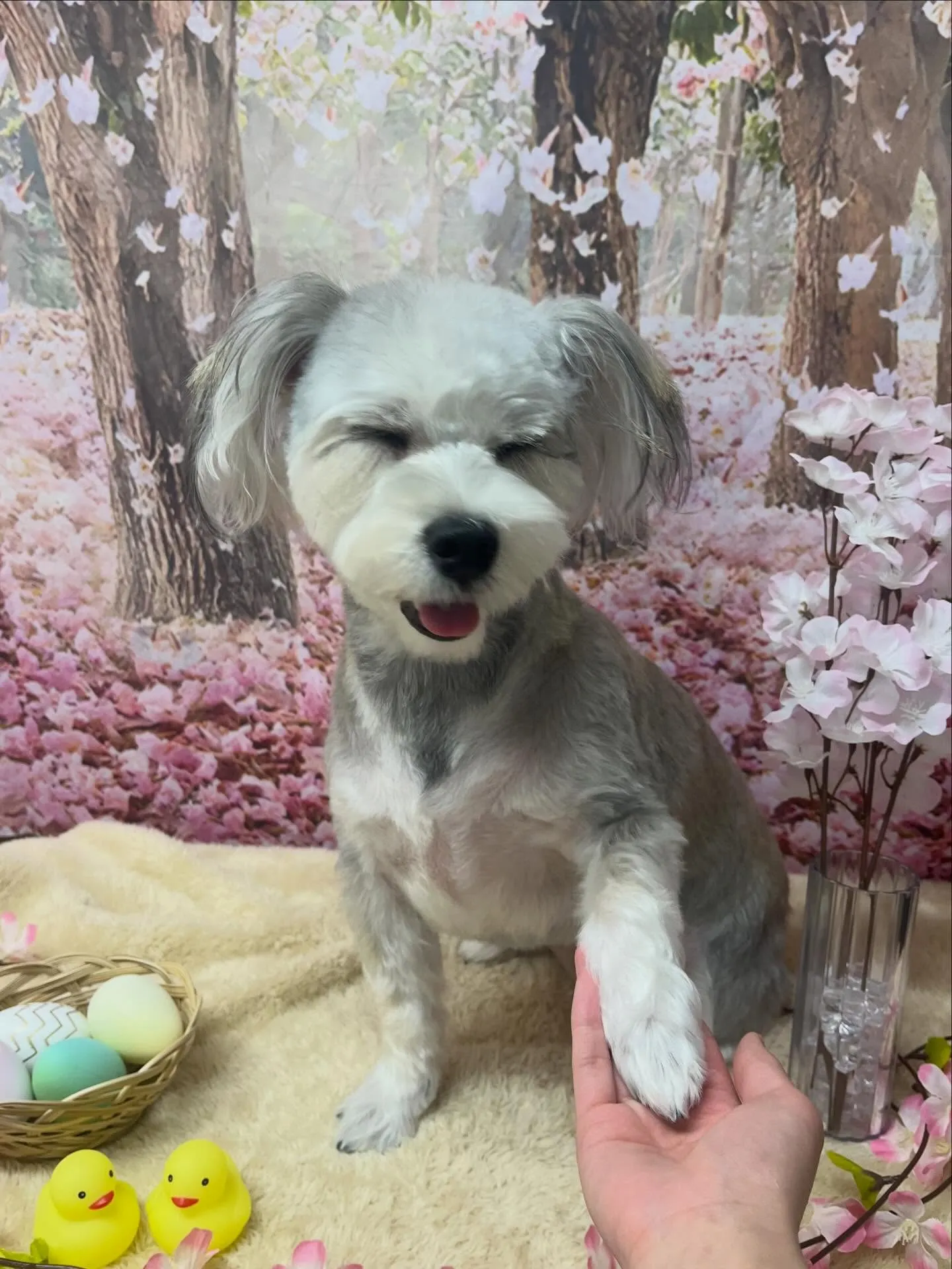 🍃4/12のトリミング🍃ミックス犬🐶｜名東区・千種区・守山区...