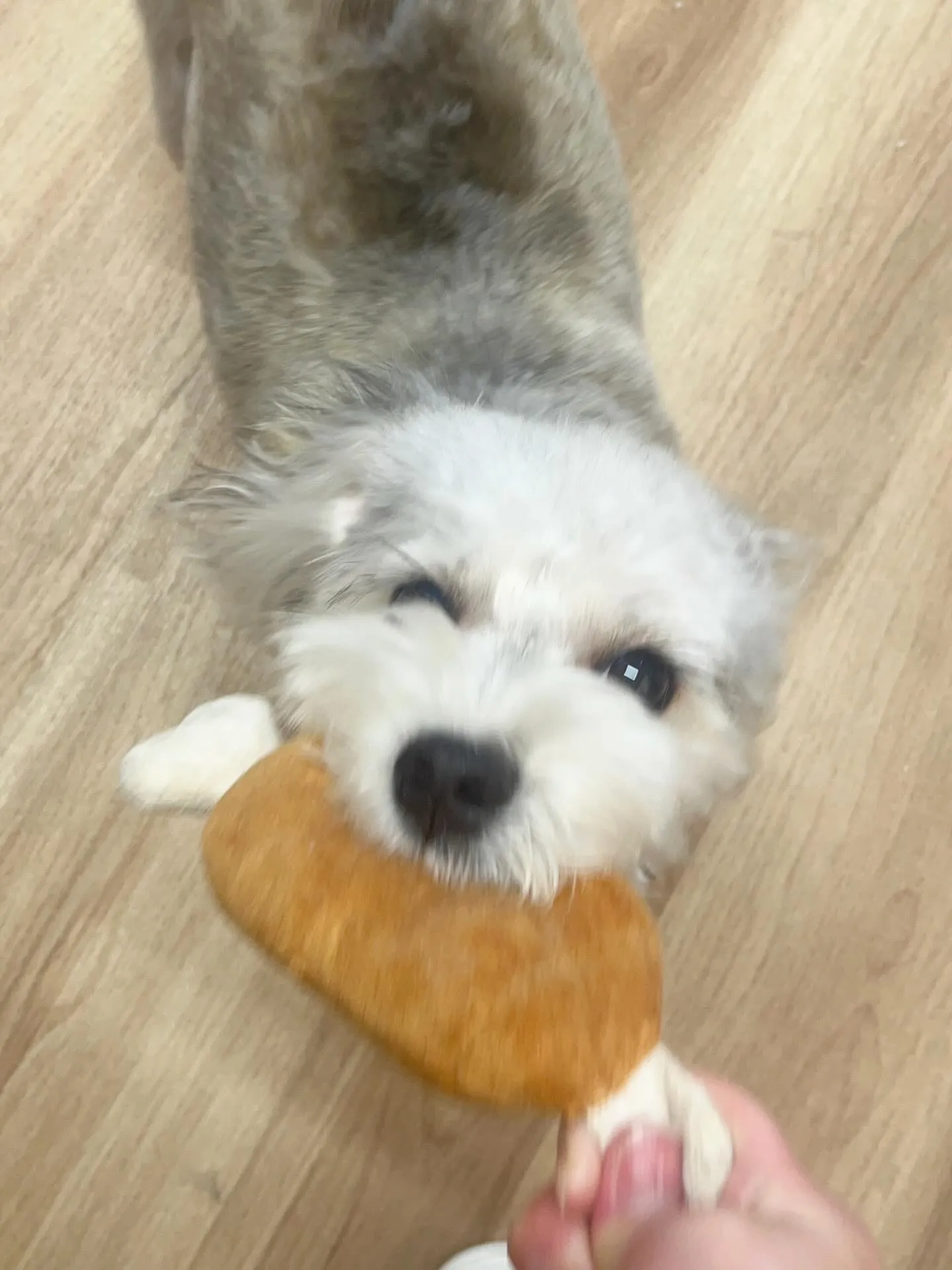 🍃4/12のトリミング🍃ミックス犬🐶｜名東区・千種区・守山区...