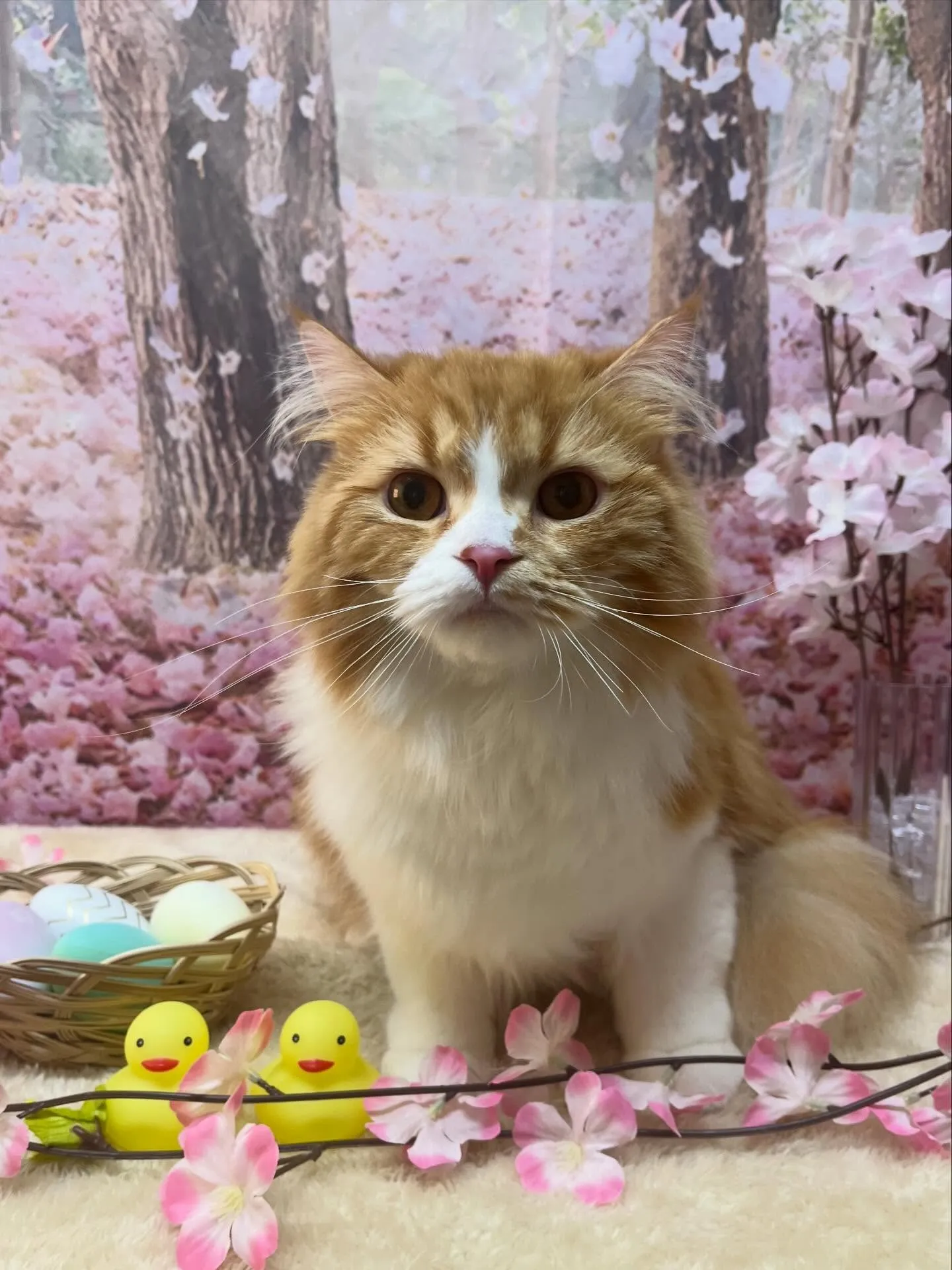 🍃4/12のトリミング🍃スコティッシュフォールド🐱|名東区・...