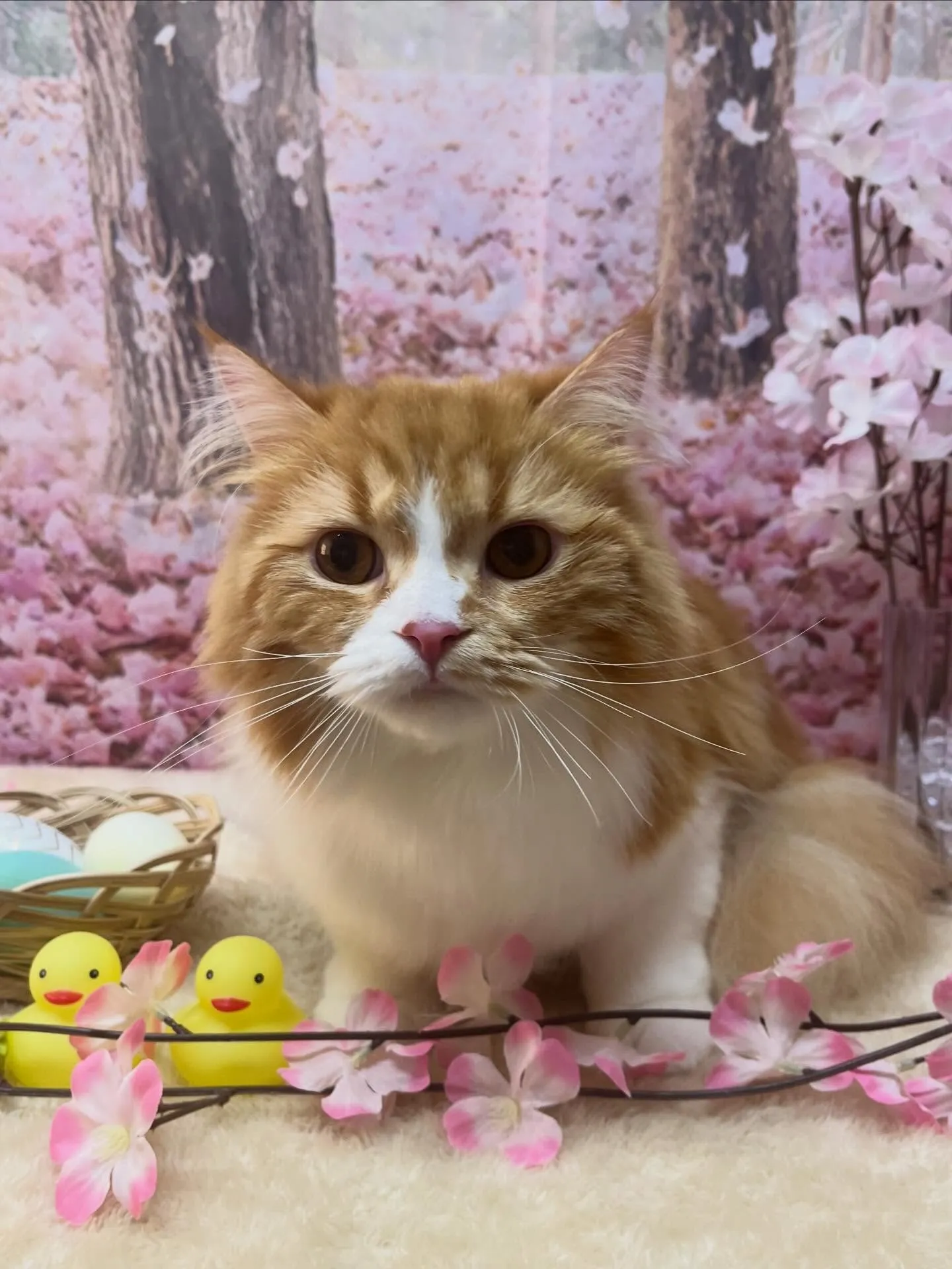 🍃4/12のトリミング🍃スコティッシュフォールド🐱|名東区・...