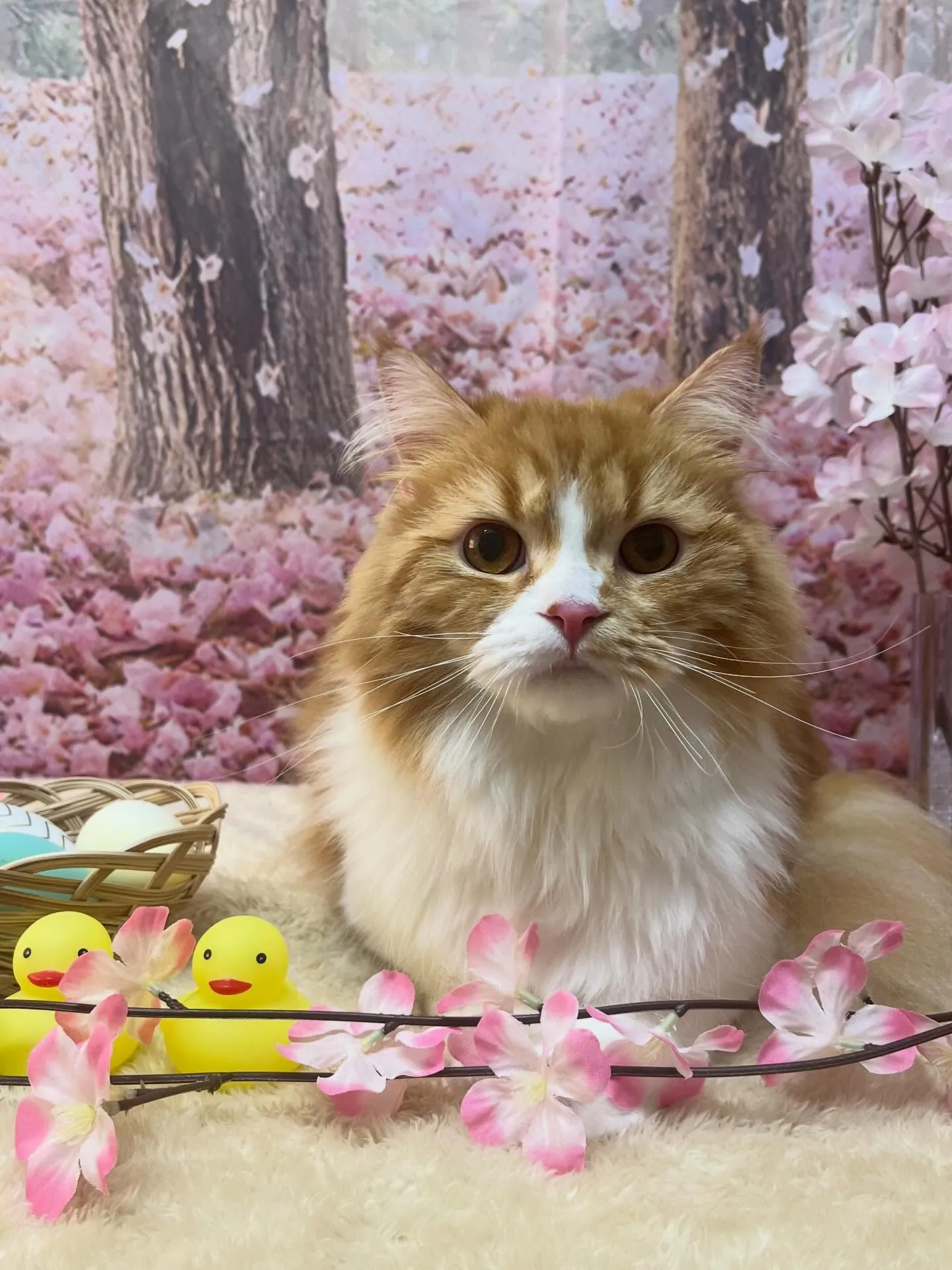 🍃4/12のトリミング🍃スコティッシュフォールド🐱|名東区・...