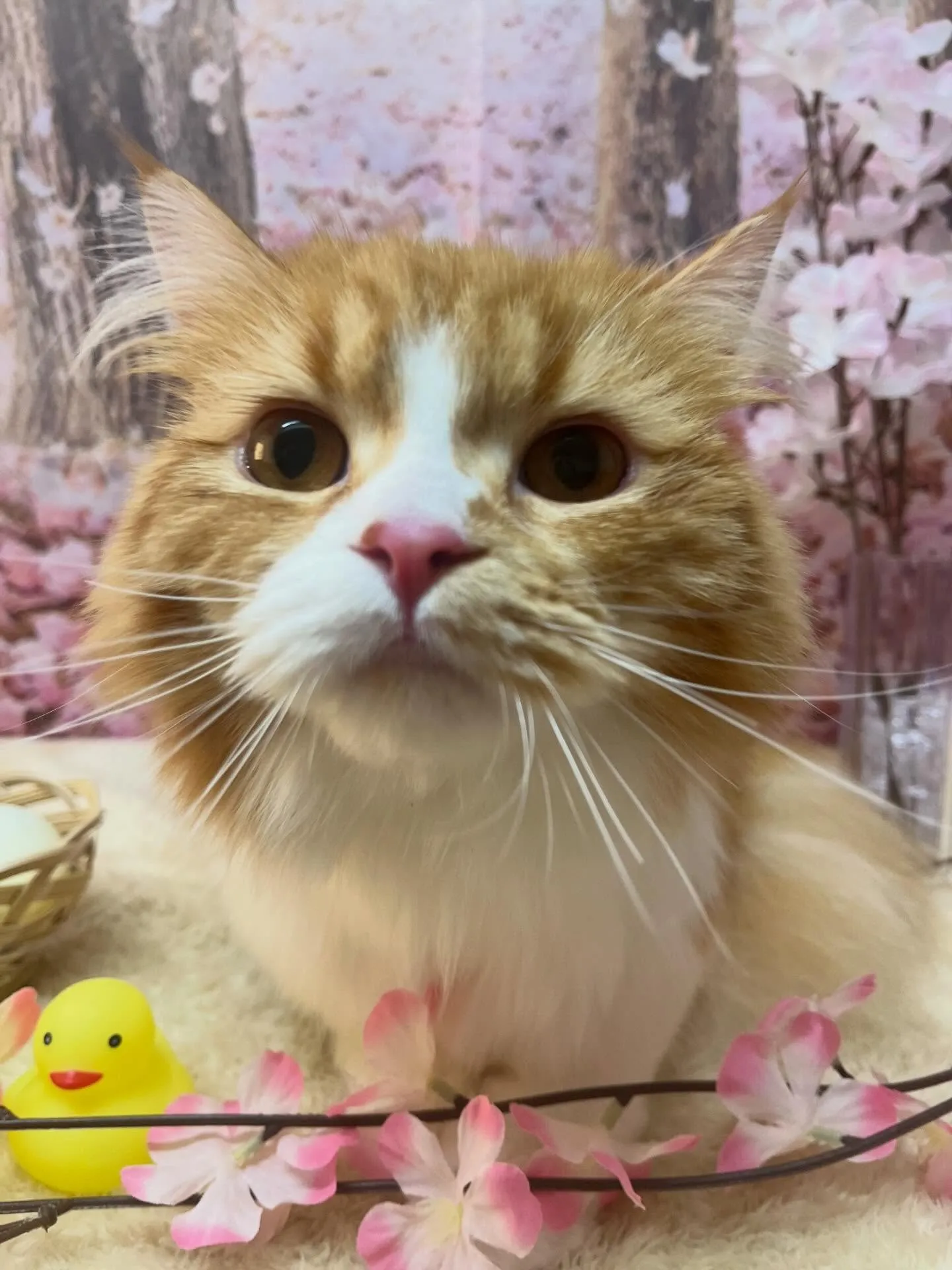🍃4/12のトリミング🍃スコティッシュフォールド🐱|名東区・...