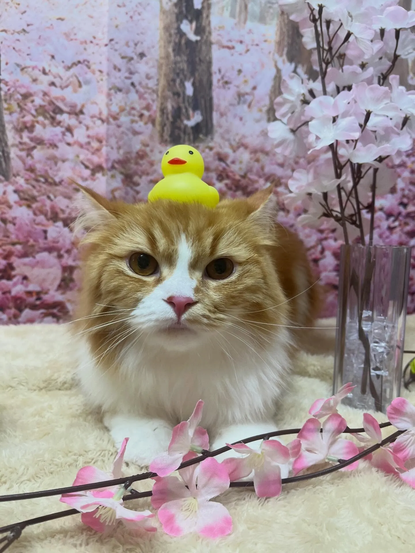 🍃4/12のトリミング🍃スコティッシュフォールド🐱|名東区・...