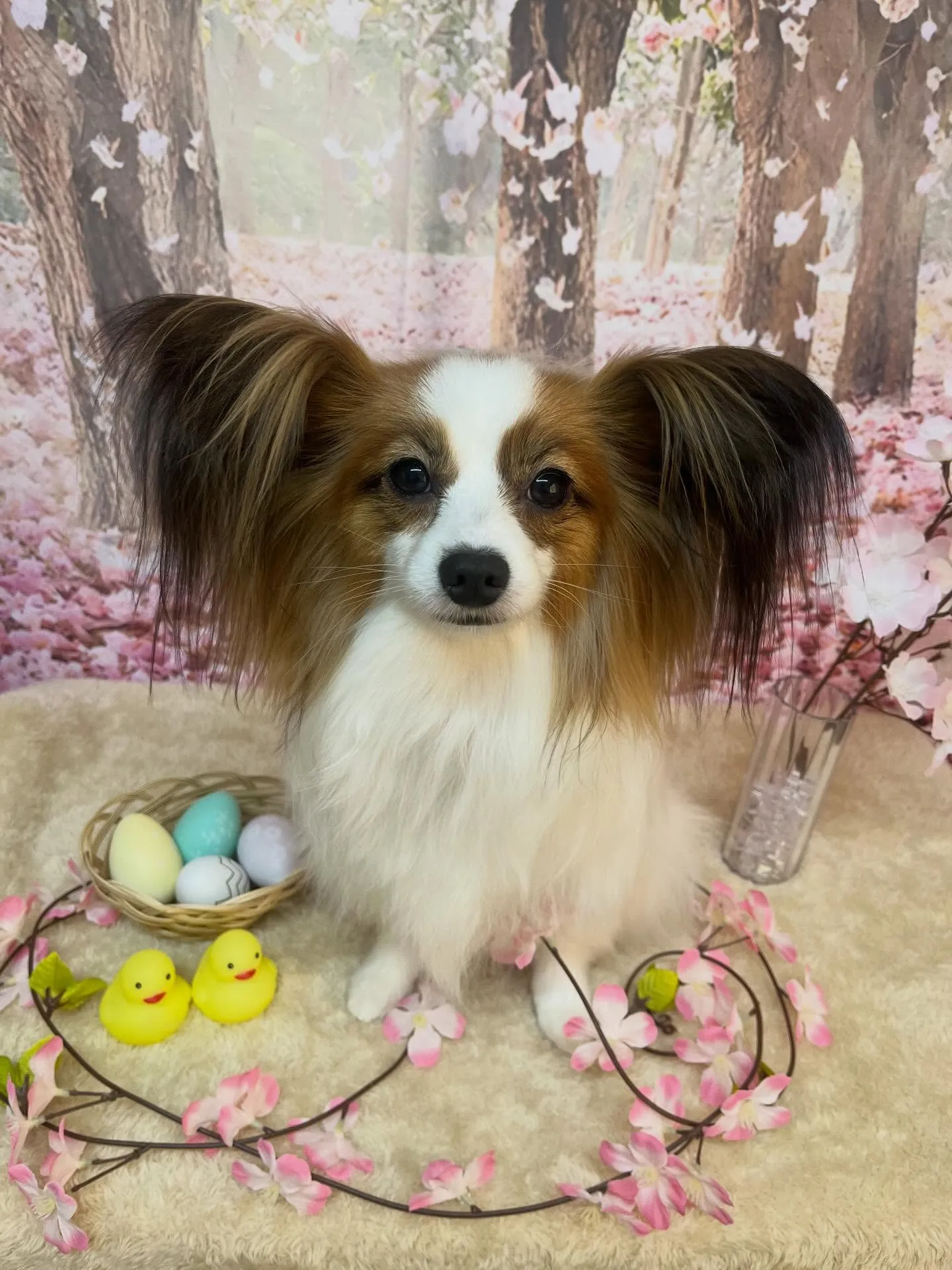 🍃4/12のトリミング🍃パピヨン🐶|名東区・千種区・守山区の...