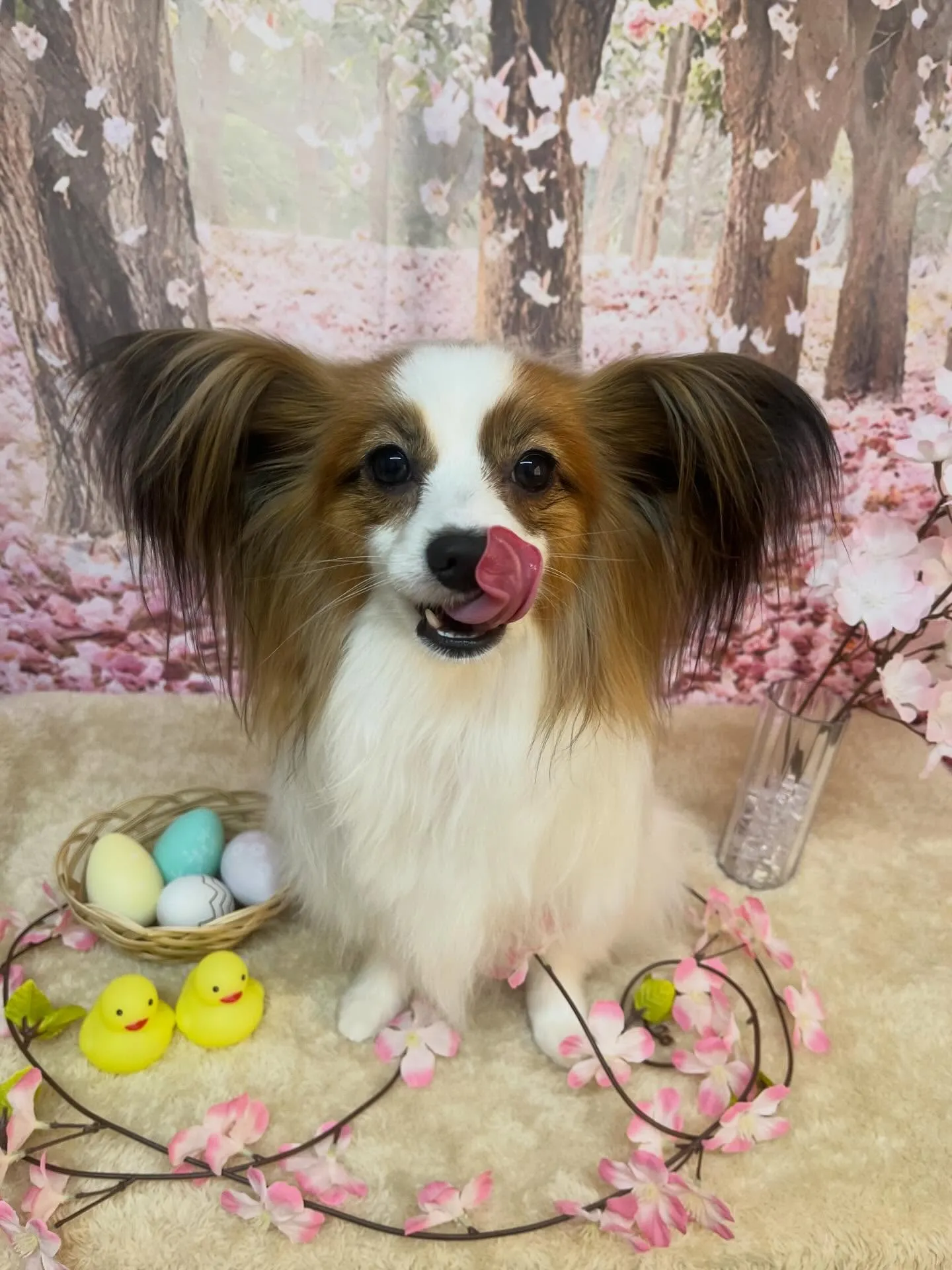 🍃4/12のトリミング🍃パピヨン🐶｜名東区・千種区・守山区の...