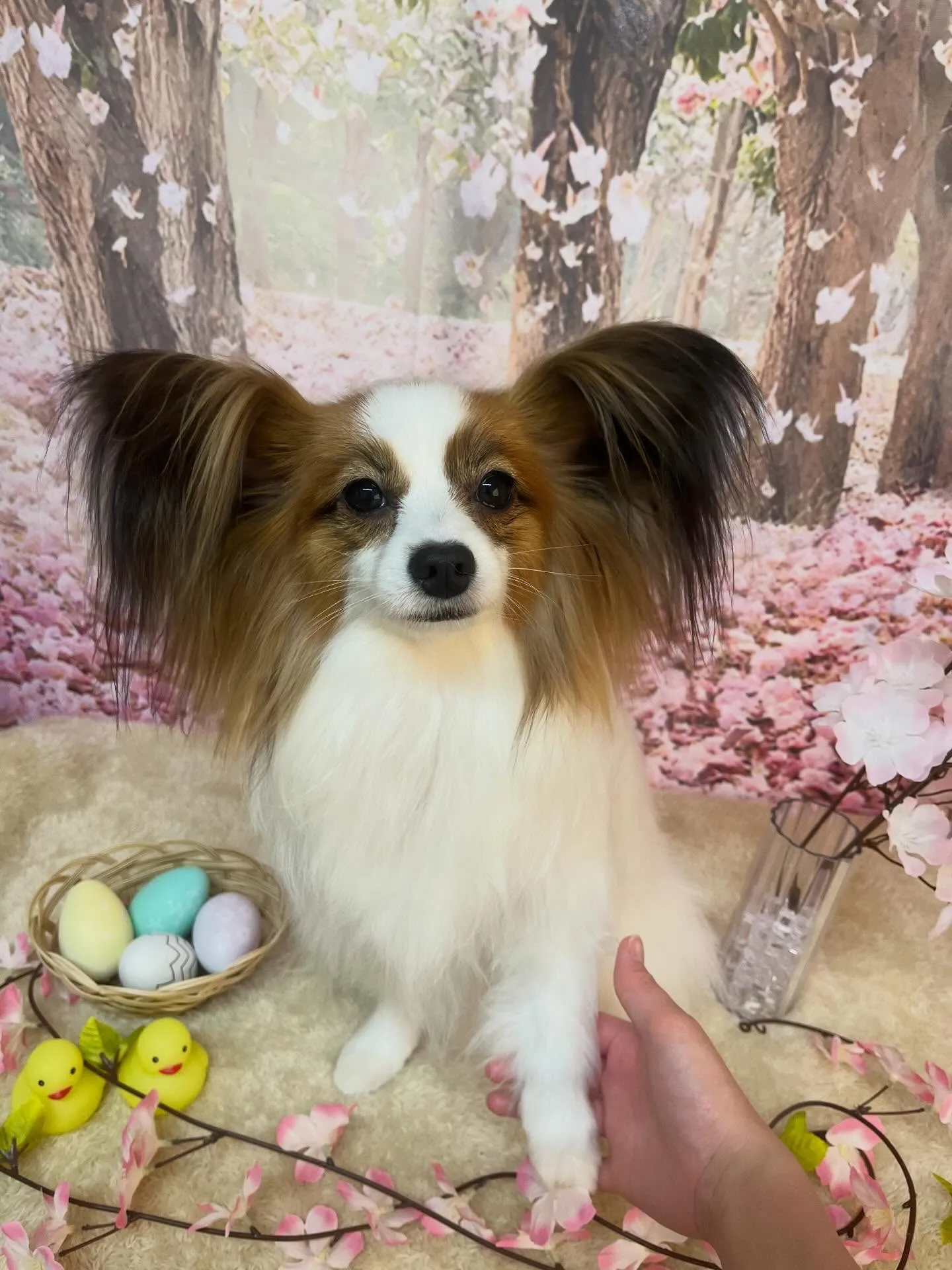 🍃4/12のトリミング🍃パピヨン🐶｜名東区・千種区・守山区の...