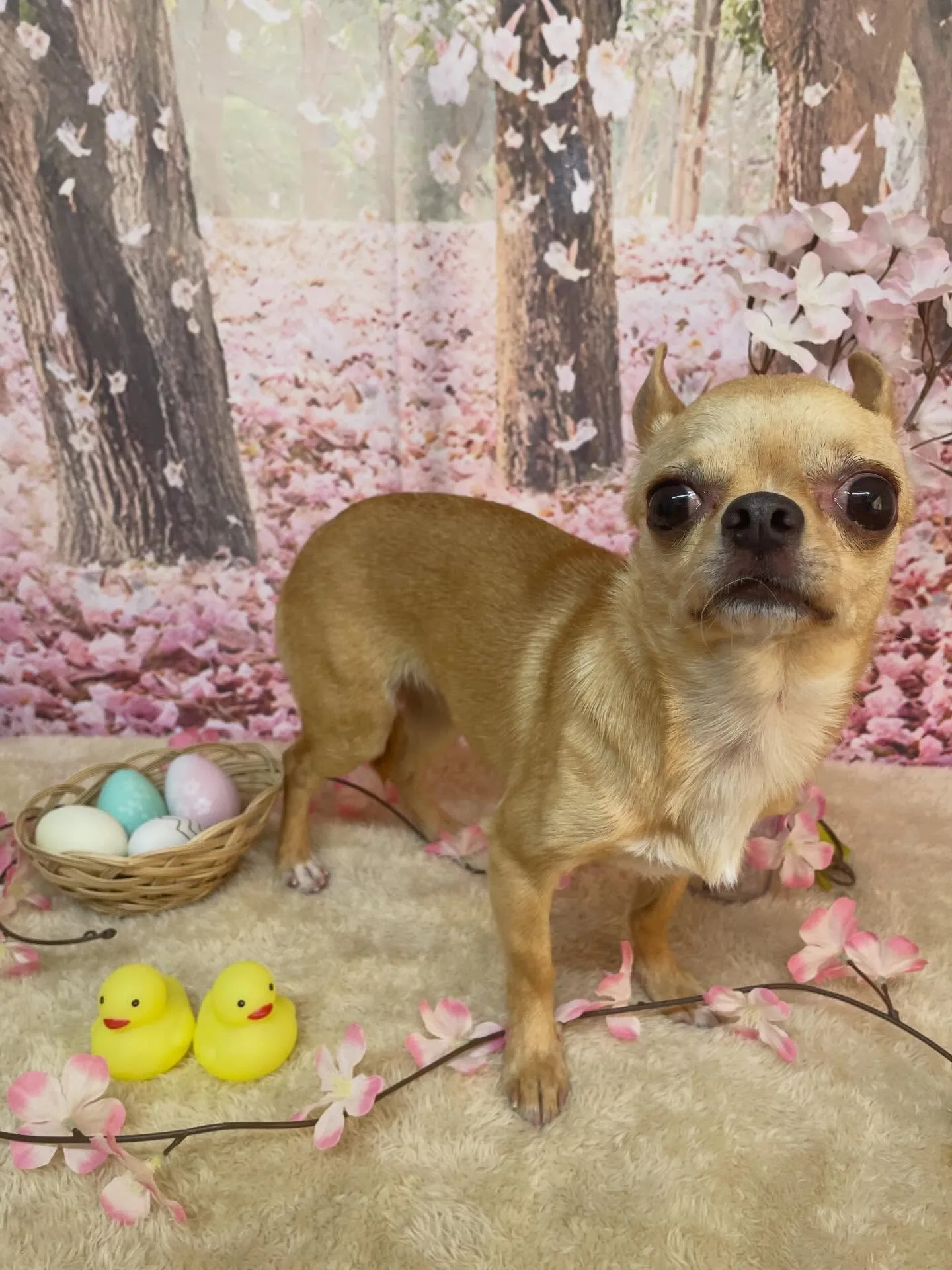 🍃4/12のトリミング🍃チワワ🐶｜名東区・千種区・守山区の動...