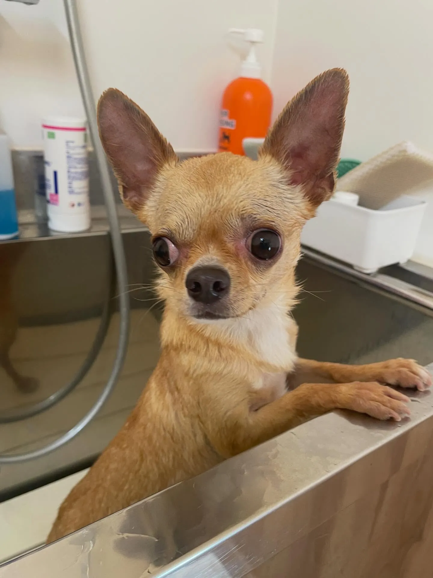 🍃4/12のトリミング🍃チワワ🐶｜名東区・千種区・守山区の動...