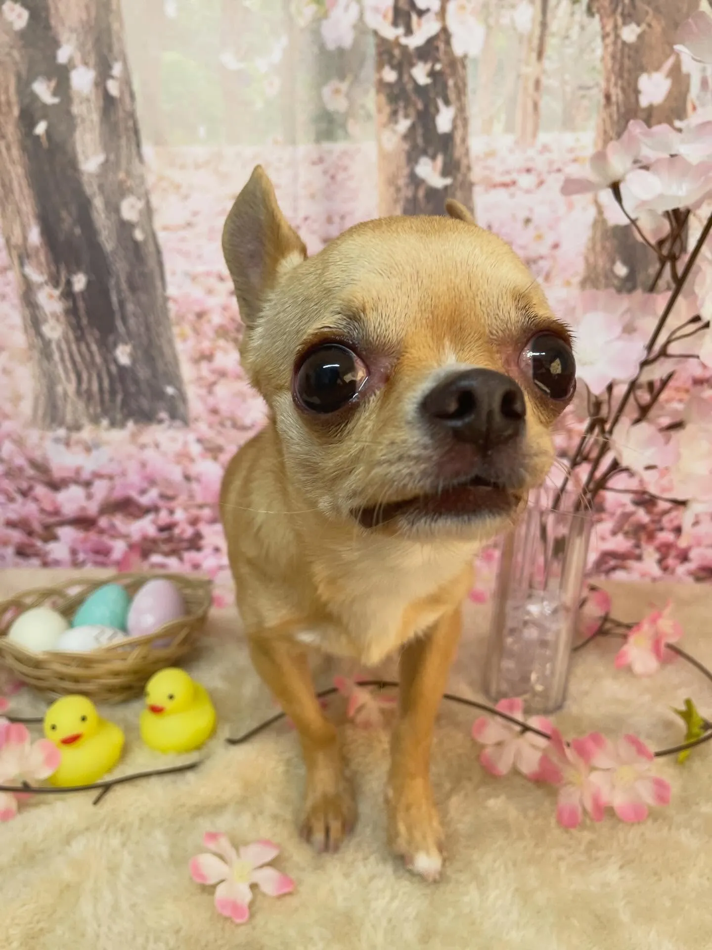 🍃4/12のトリミング🍃チワワ🐶｜名東区・千種区・守山区の動...