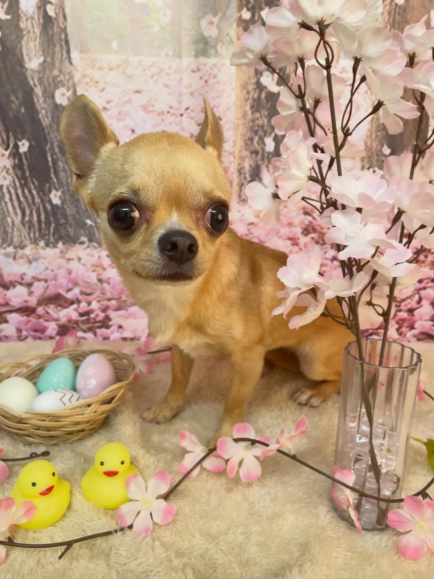 🍃4/12のトリミング🍃チワワ🐶｜名東区・千種区・守山区の動...