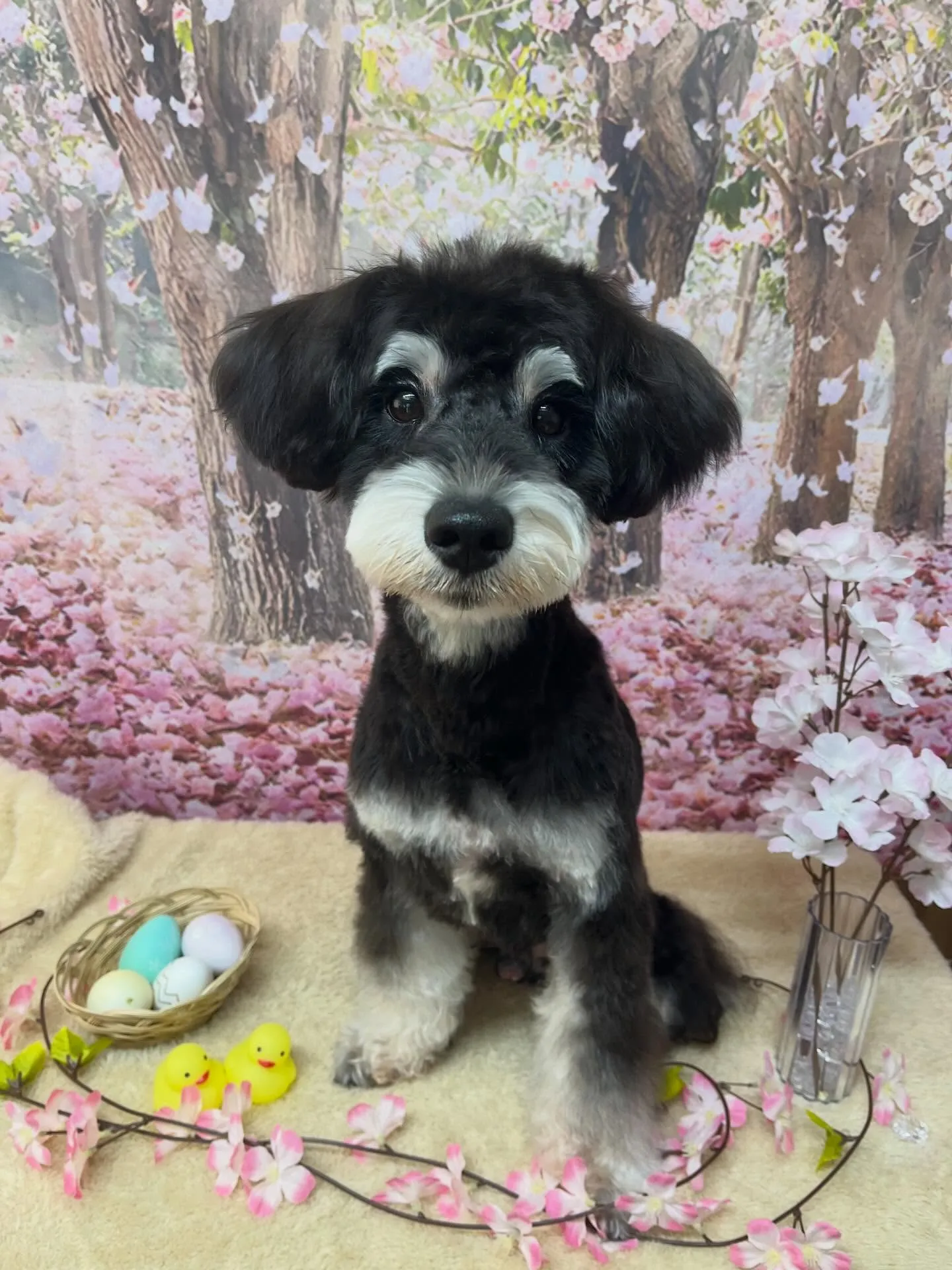 🍃4/14のトリミング🍃シュナウザー🐶｜名東区・千種区・守山...