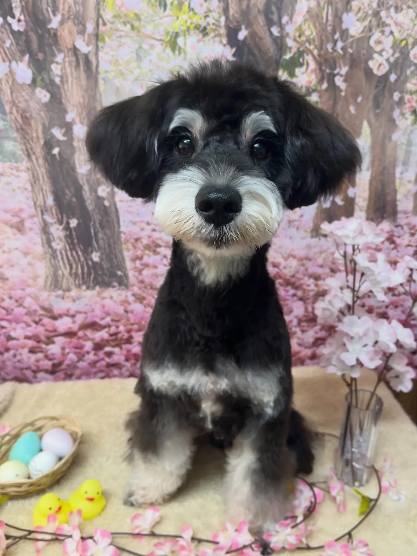 🍃4/14のトリミング🍃シュナウザー🐶｜名東区・千種区・守山...