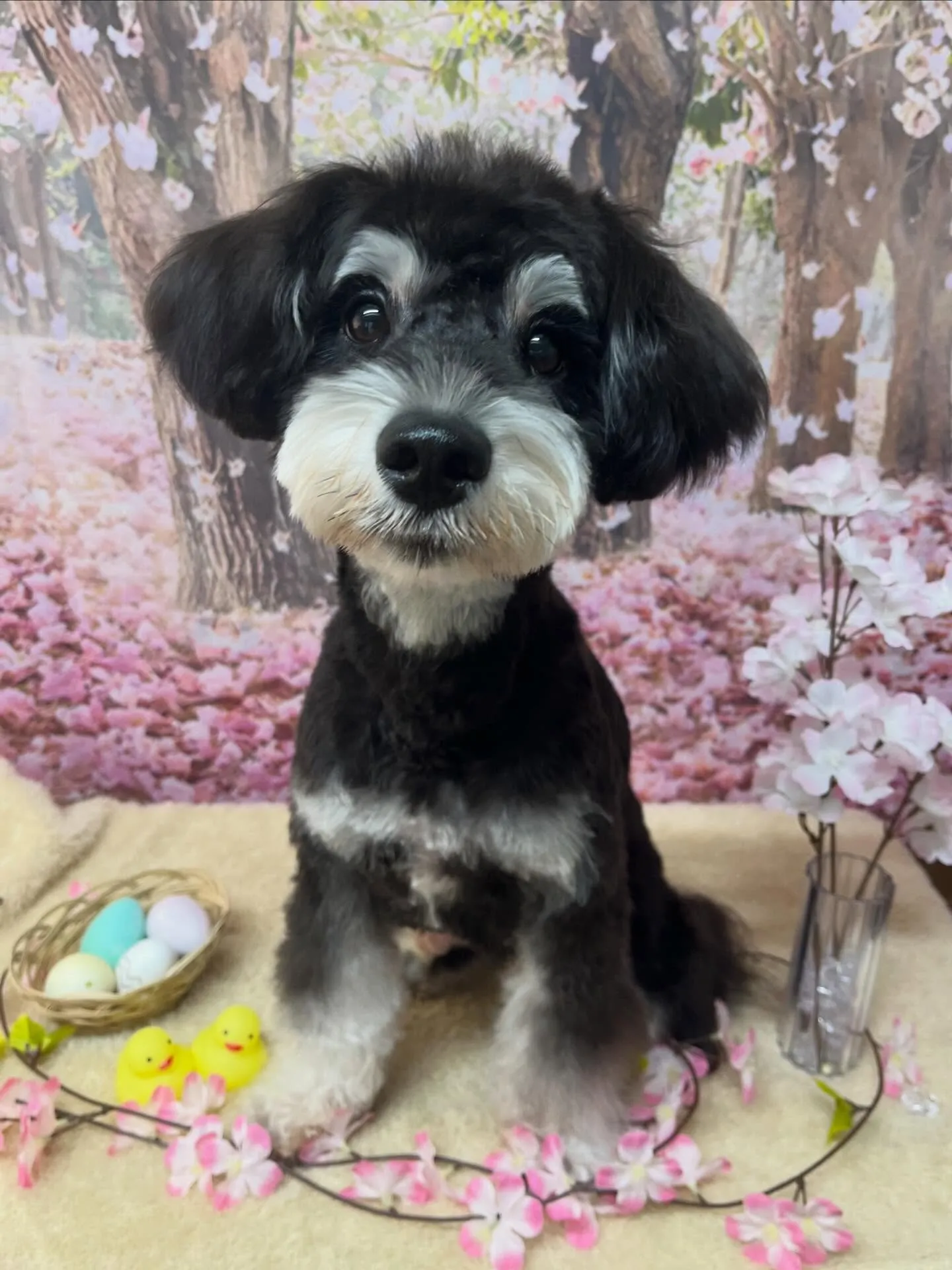 🍃4/14のトリミング🍃シュナウザー🐶｜名東区・千種区・守山...