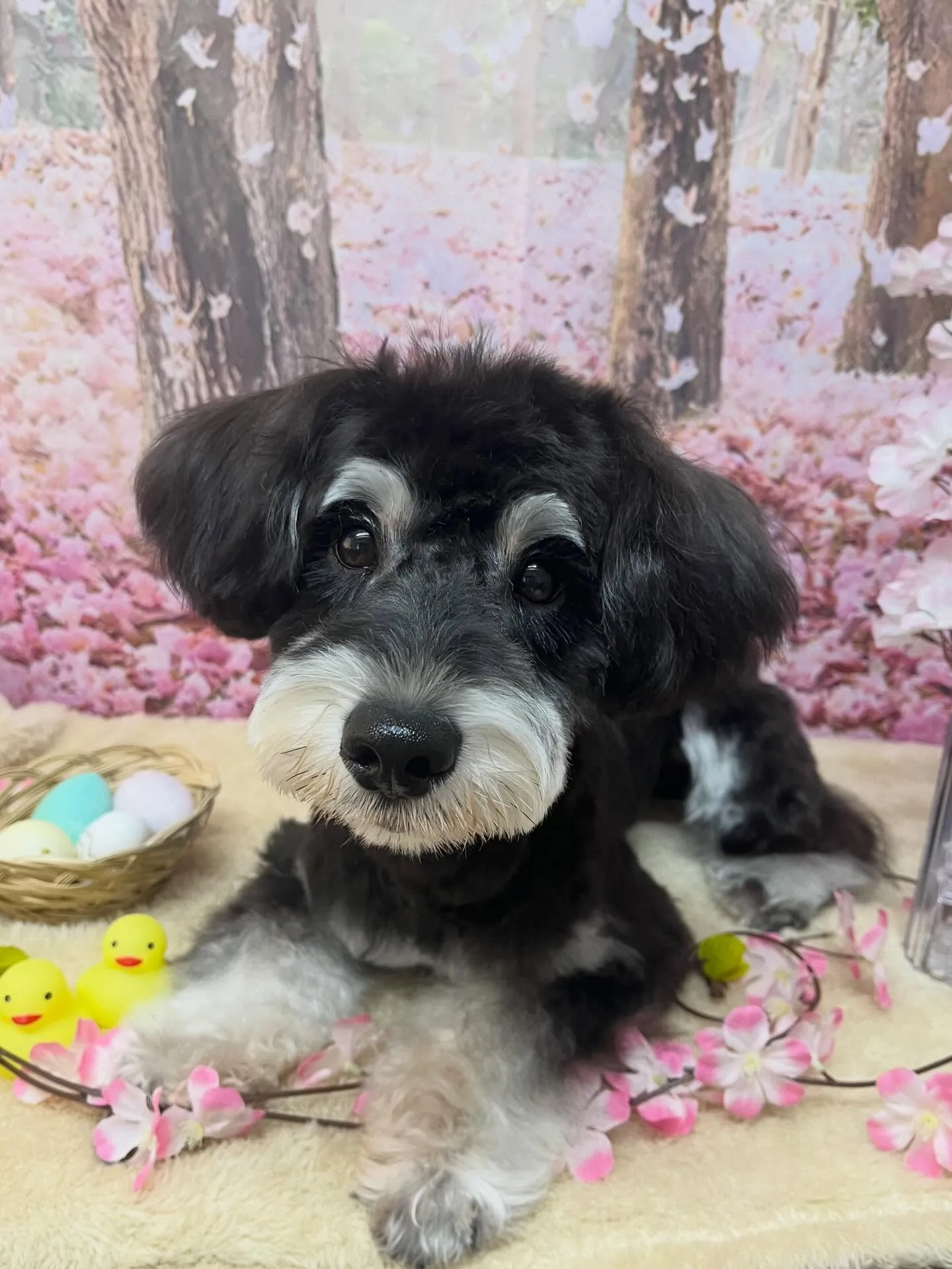 🍃4/14のトリミング🍃シュナウザー🐶｜名東区・千種区・守山...