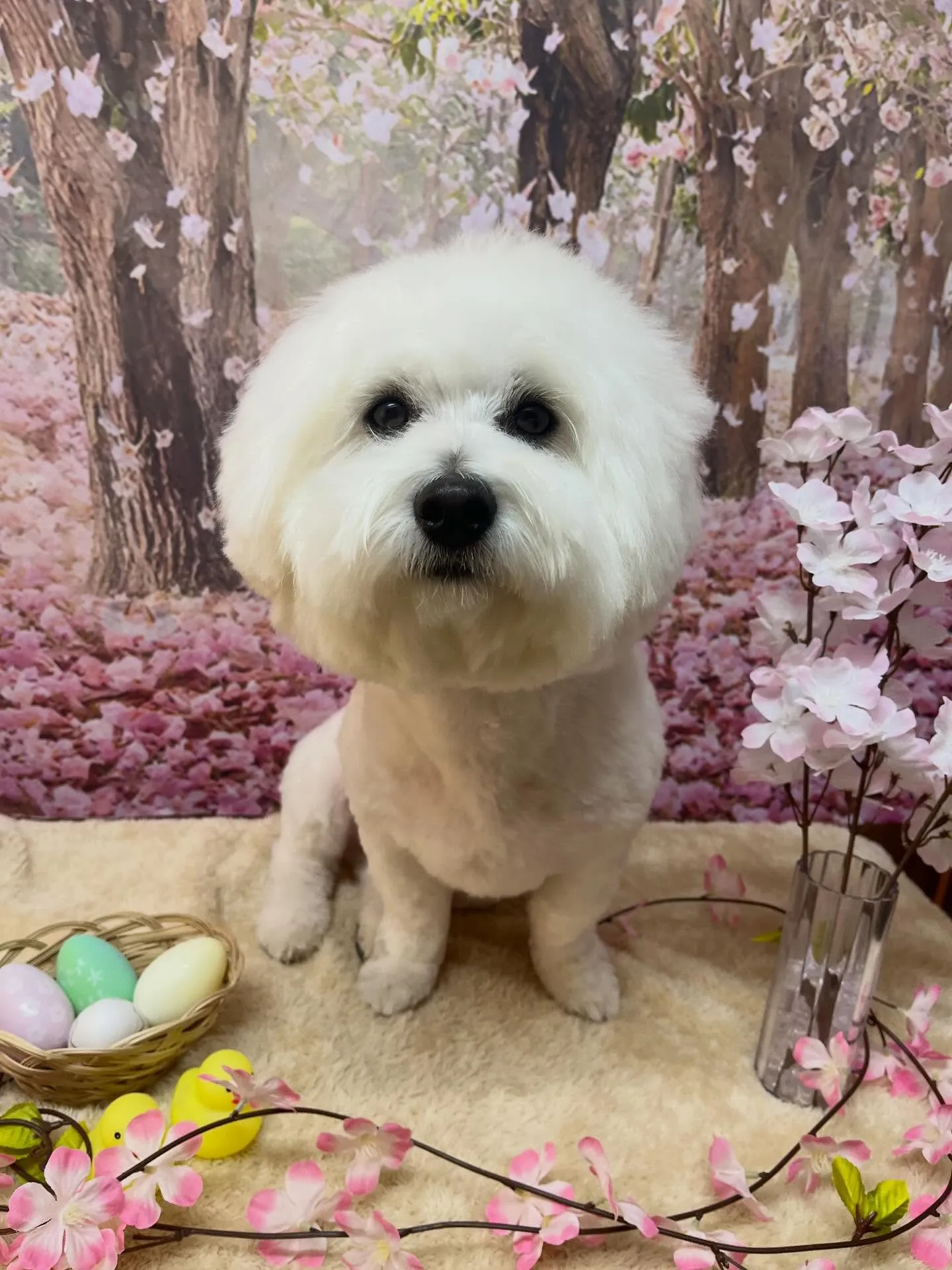 🍃4/14のトリミング🍃ミックス犬🐶｜名東区・千種区・守山区...