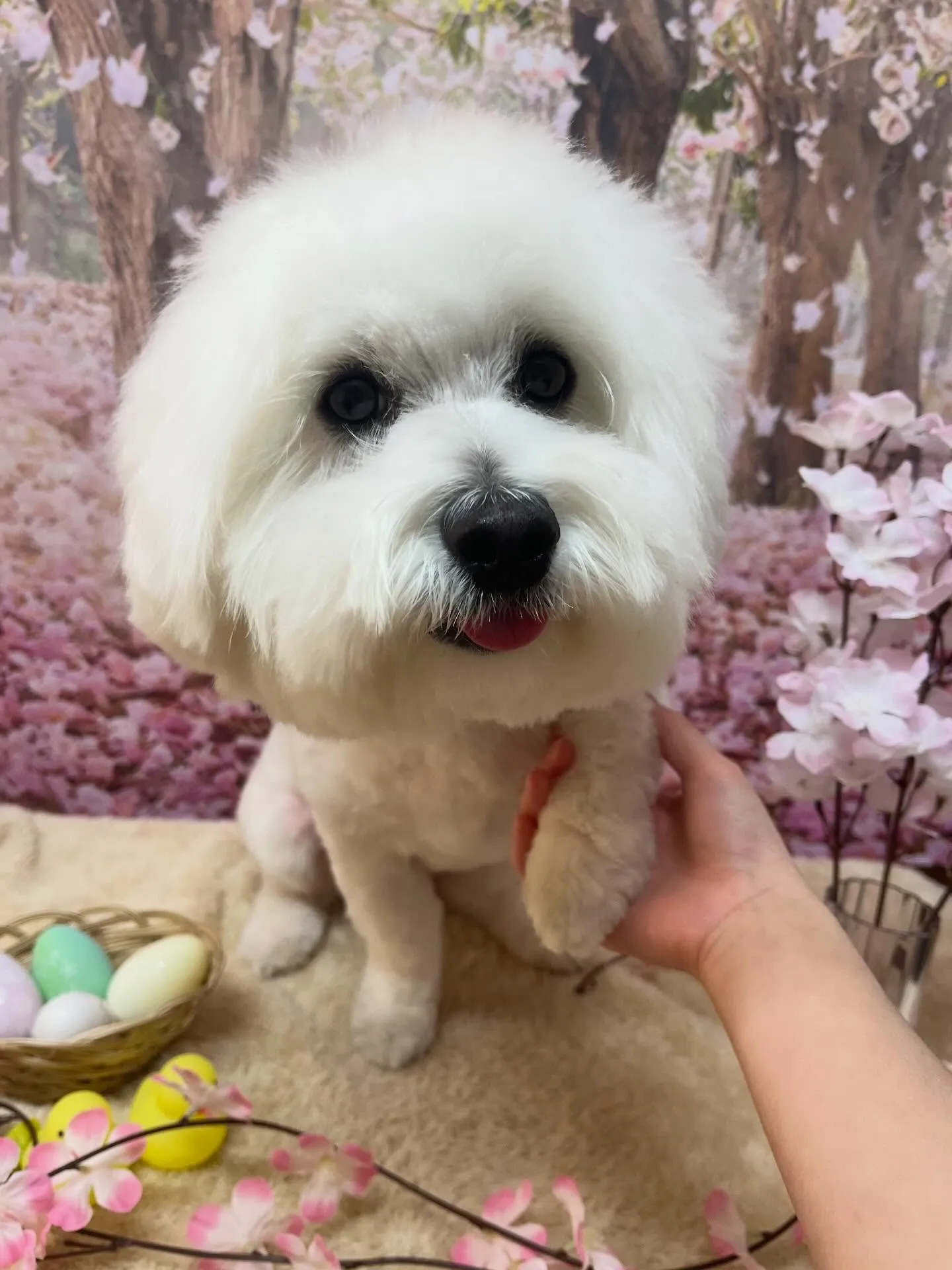 🍃4/14のトリミング🍃ミックス犬🐶｜名東区・千種区・守山区...