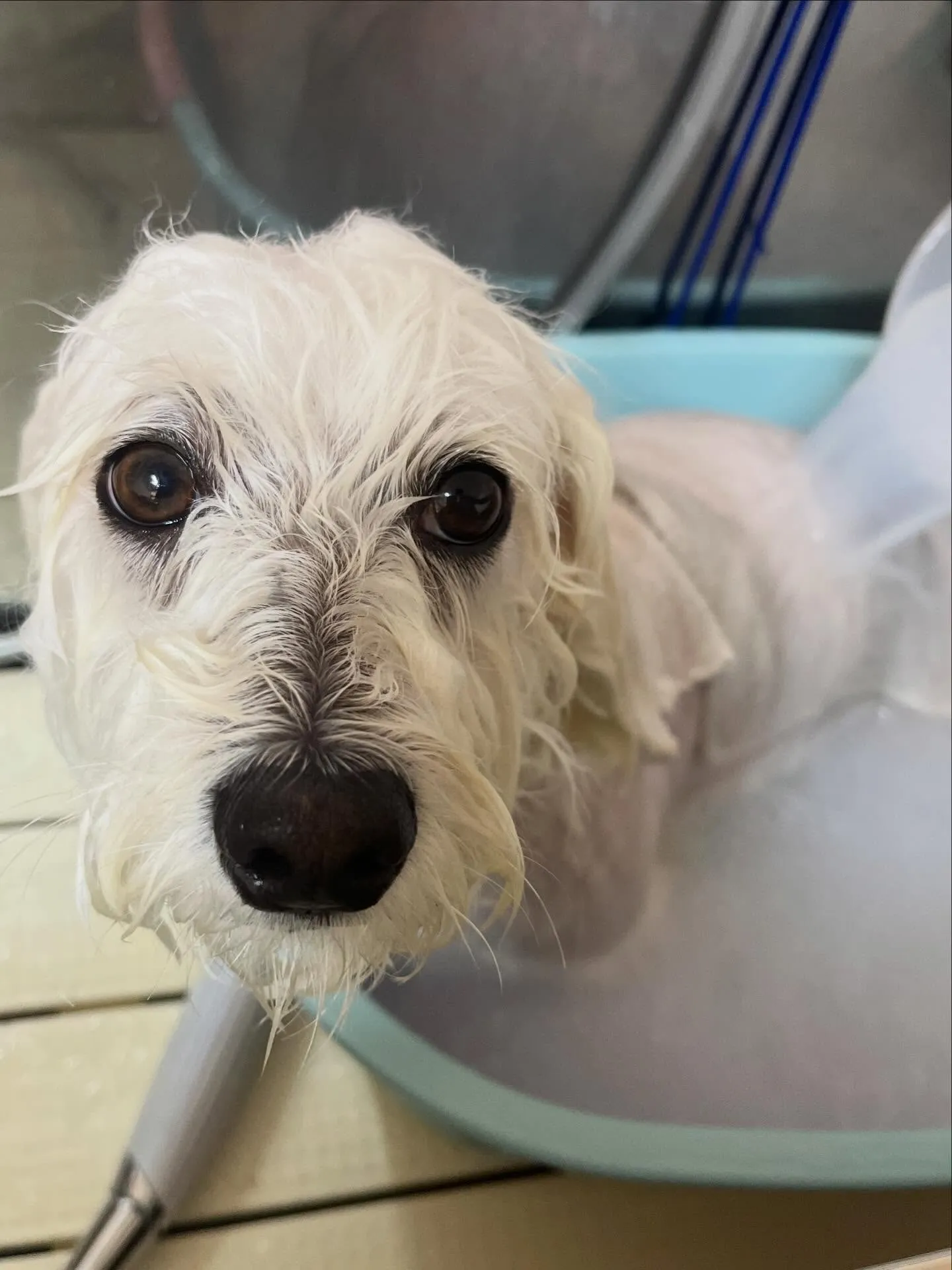 🍃4/14のトリミング🍃ミックス犬🐶｜名東区・千種区・守山区...