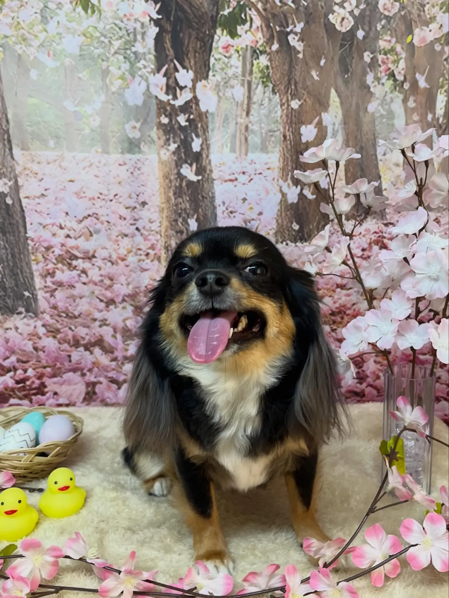 🍃4/14のトリミング🍃チワワ🐶｜名東区・千種区・守山区の動...