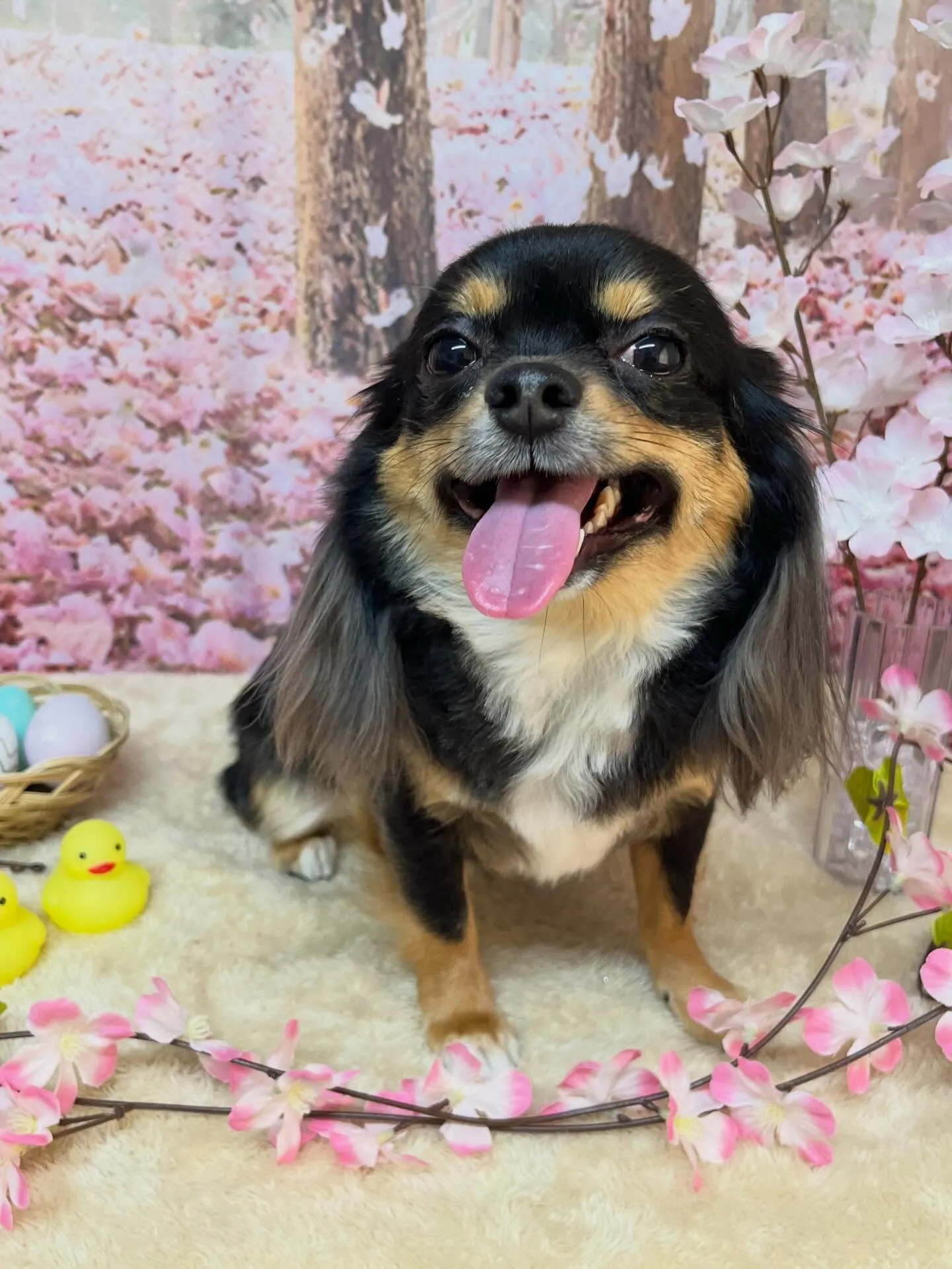 🍃4/14のトリミング🍃チワワ🐶｜名東区・千種区・守山区の動...