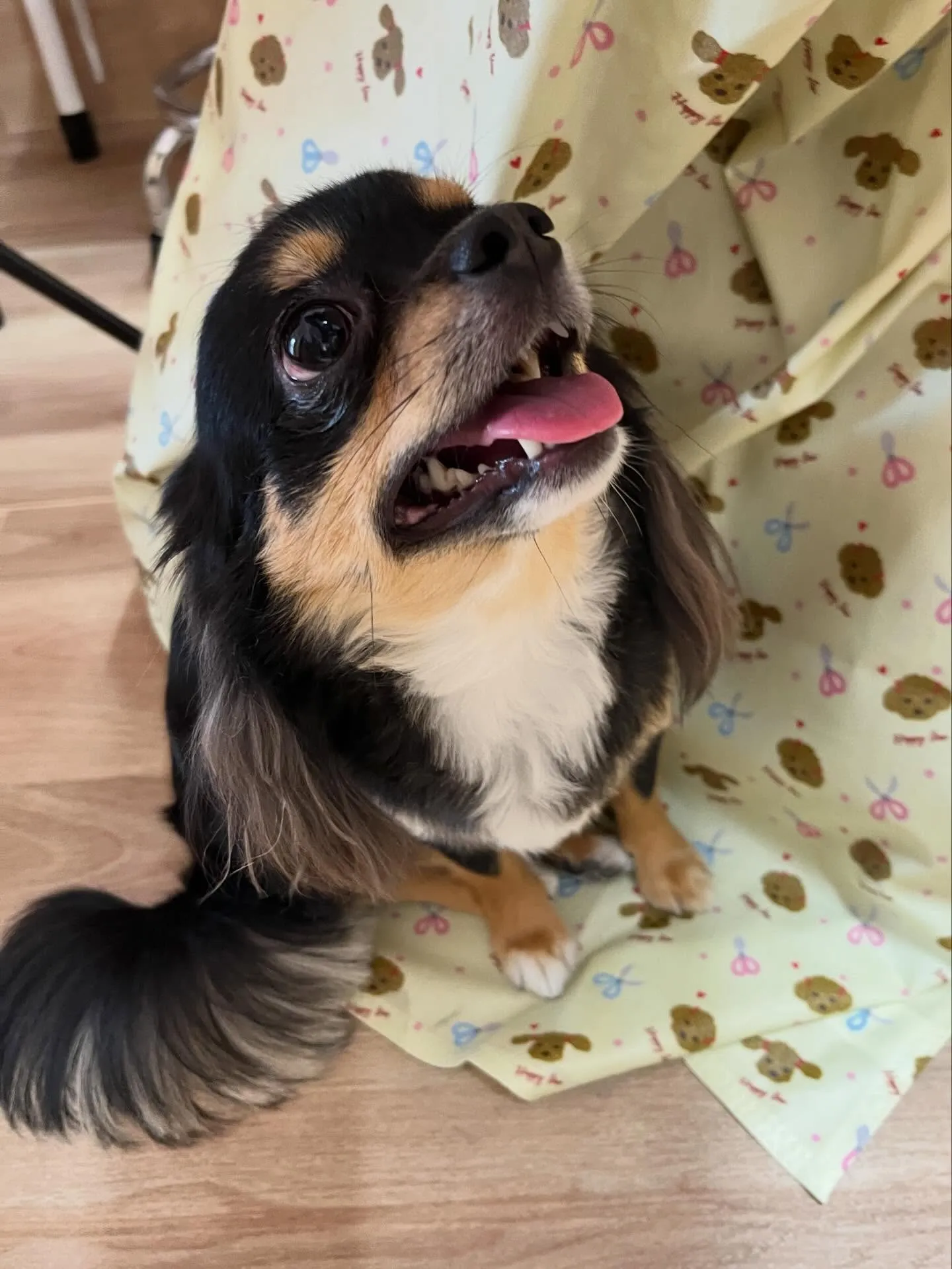 🍃4/14のトリミング🍃チワワ🐶｜名東区・千種区・守山区の動...