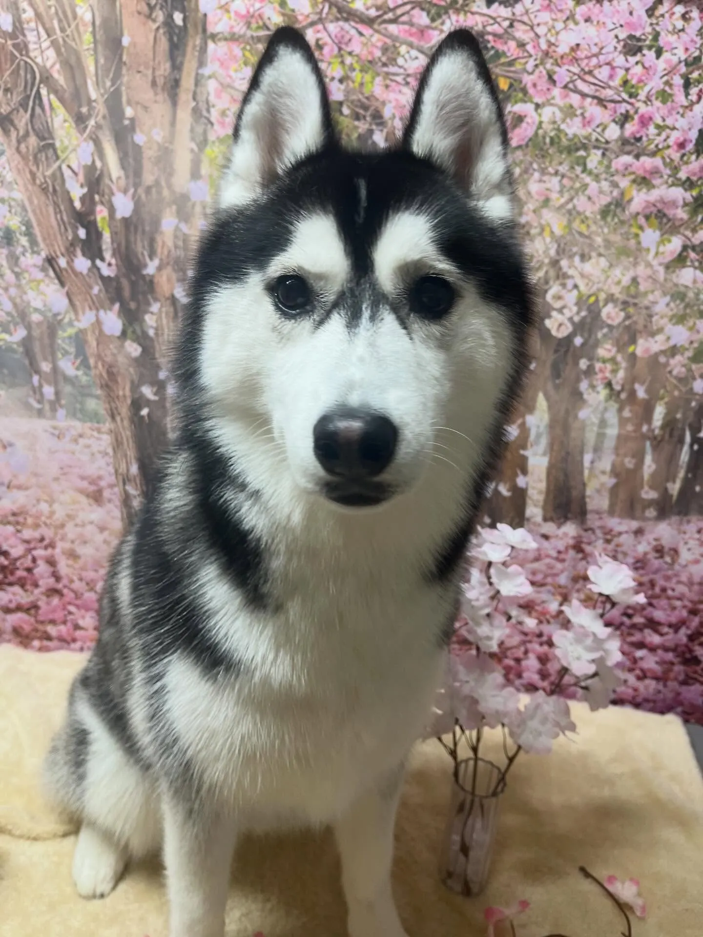 🍃4/14のトリミング🍃ハスキー🐶｜名東区・千種区・守山区の...