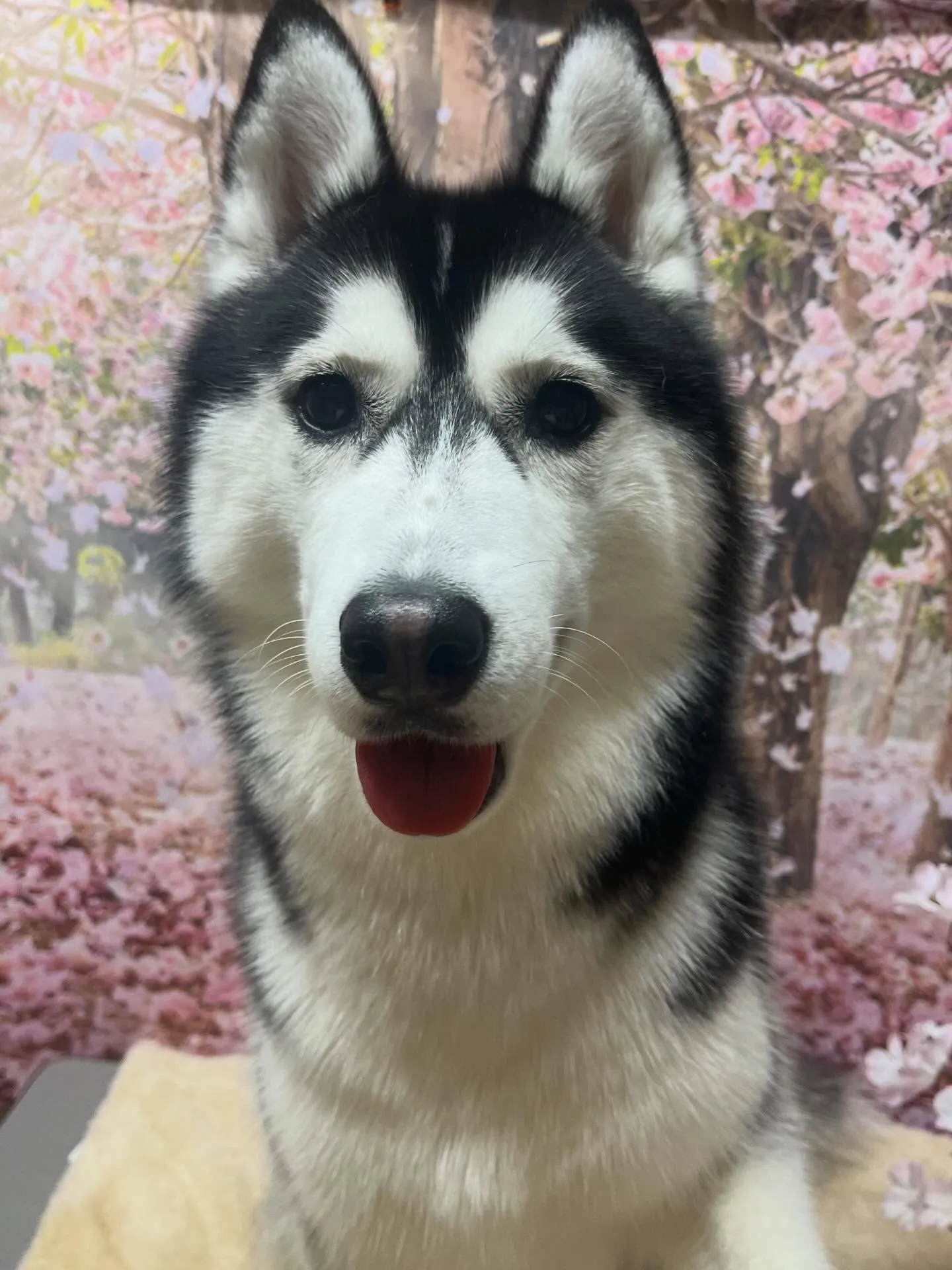 🍃4/14のトリミング🍃ハスキー🐶｜名東区・千種区・守山区の...