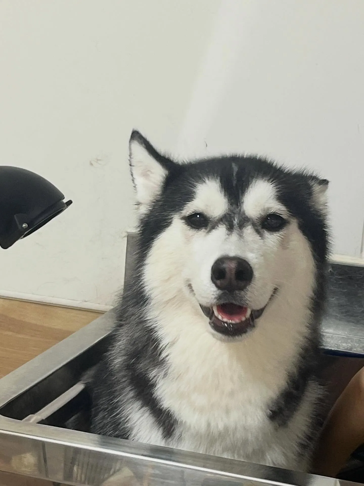 🍃4/14のトリミング🍃ハスキー🐶｜名東区・千種区・守山区の...