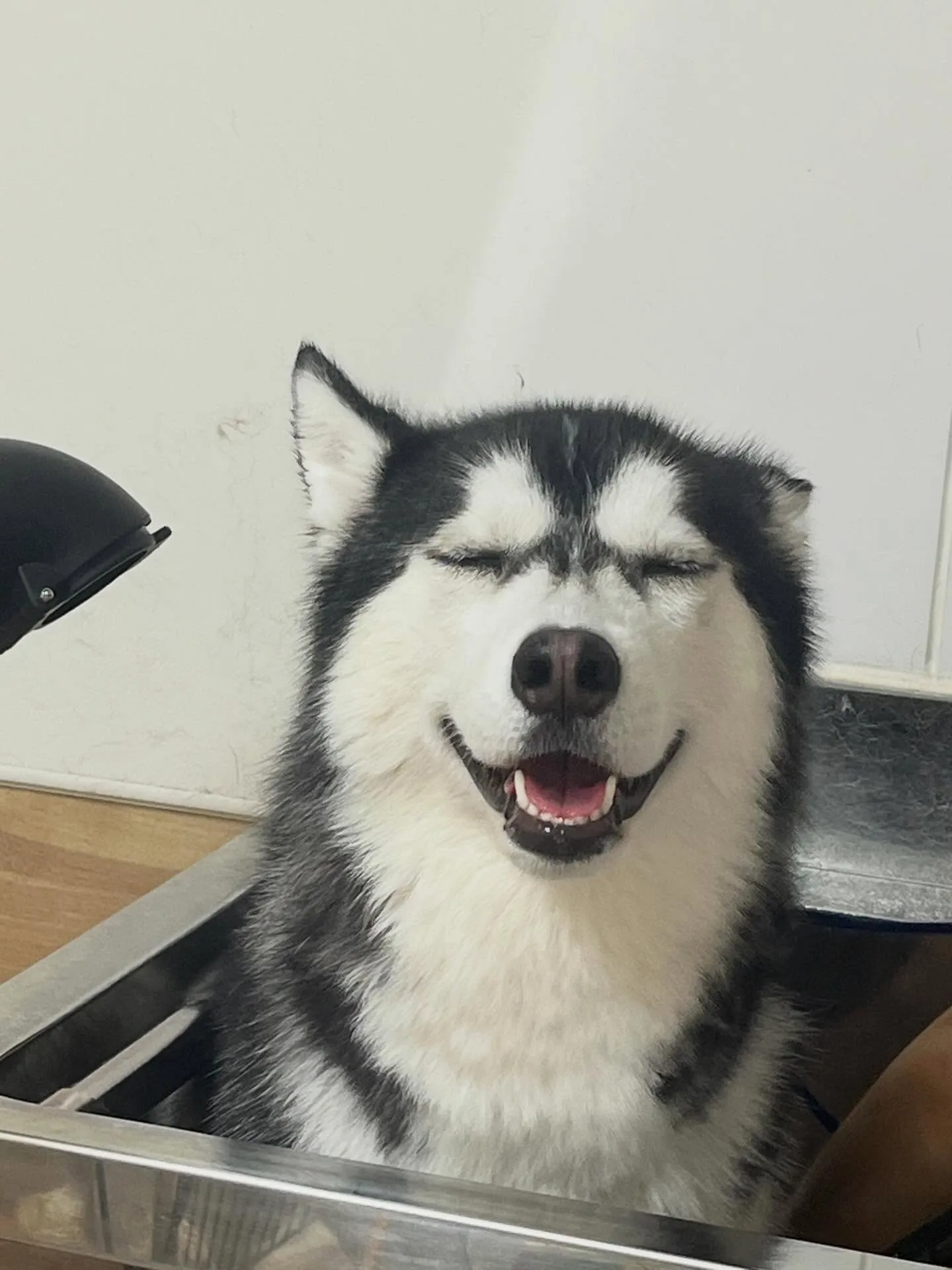 🍃4/14のトリミング🍃ハスキー🐶｜名東区・千種区・守山区の...