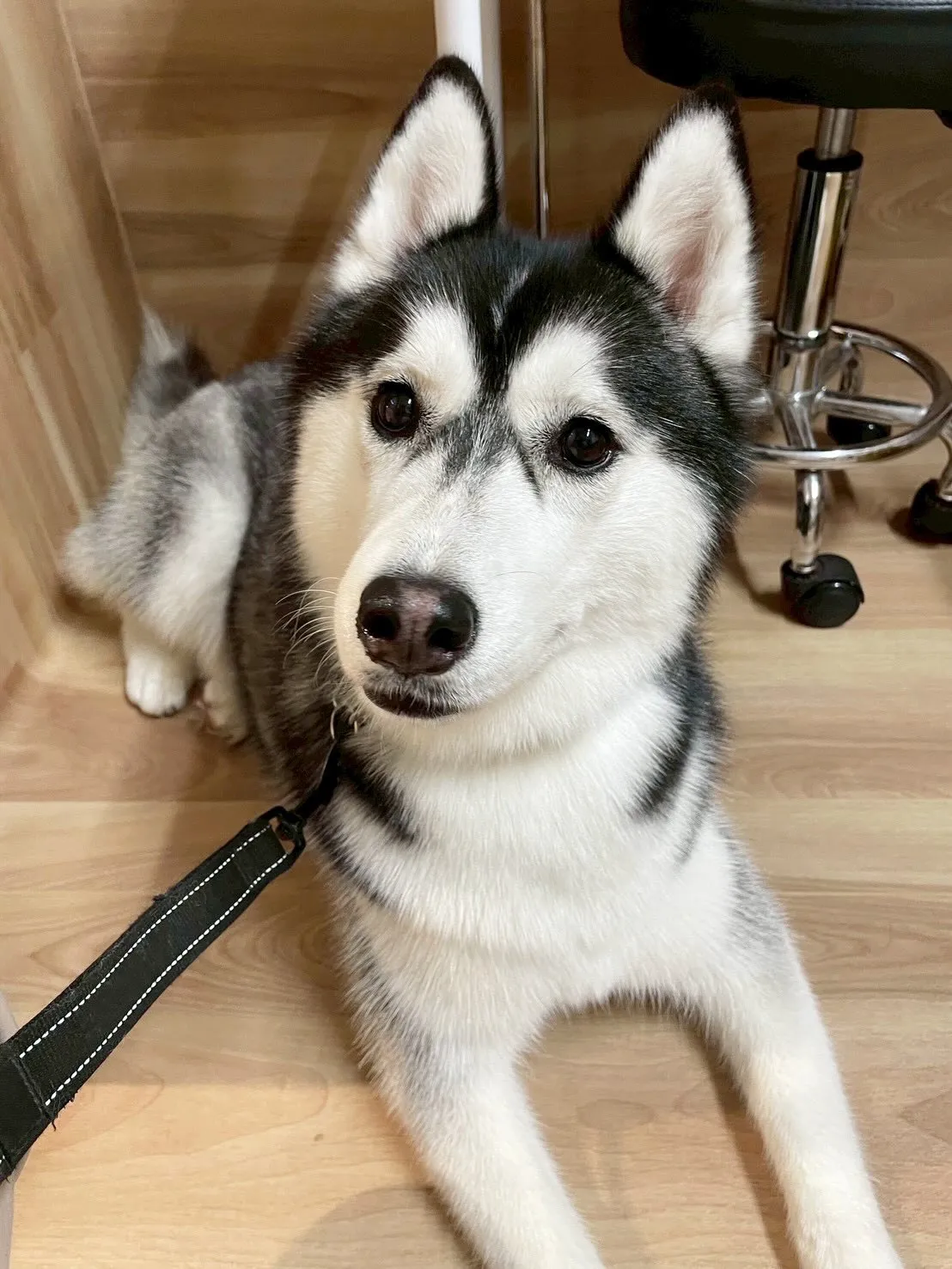 🍃4/14のトリミング🍃ハスキー🐶｜名東区・千種区・守山区の...