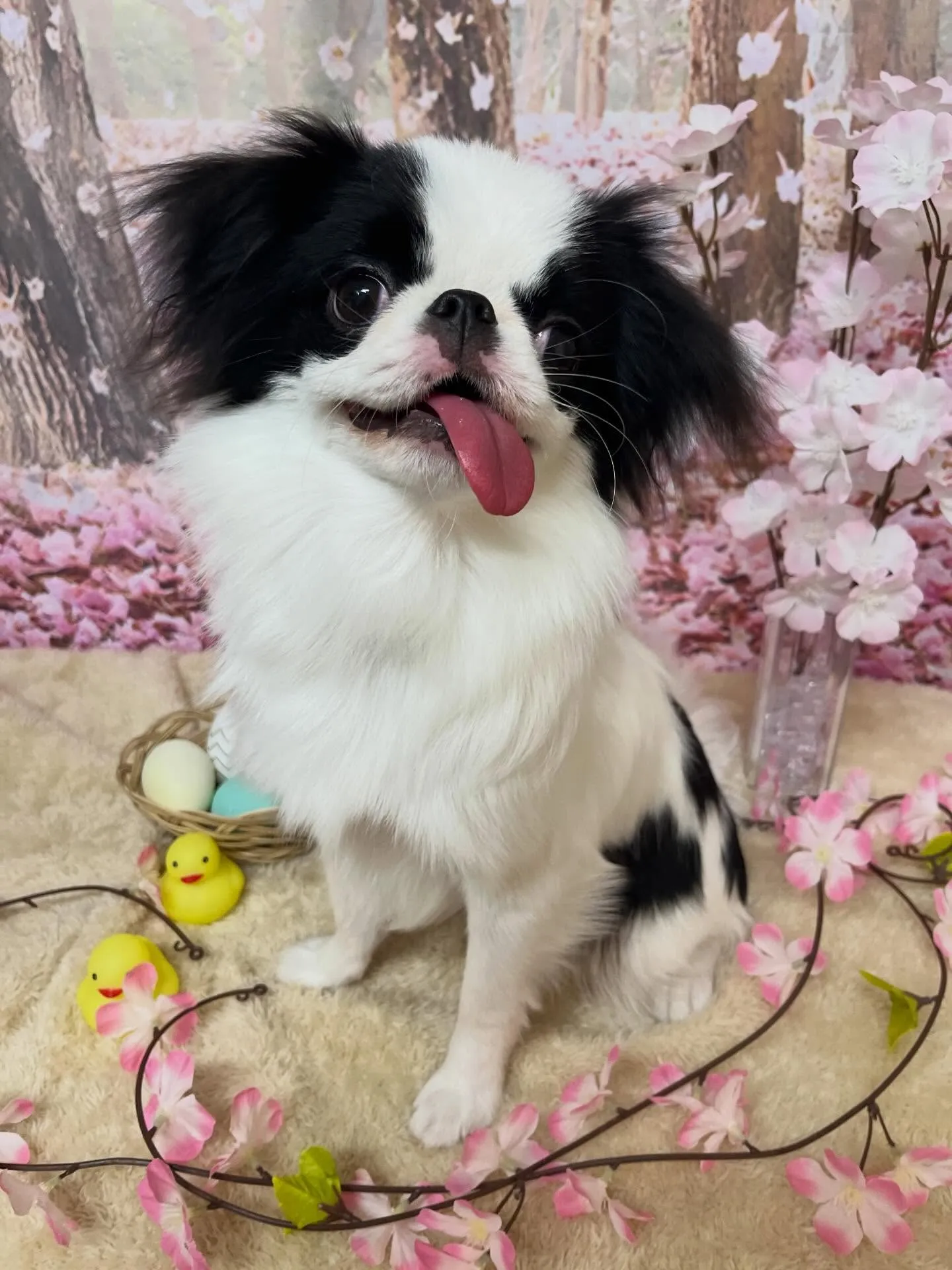 🍃4/15のトリミング🍃狆🐶｜名東区・千種区・守山区の動物病...