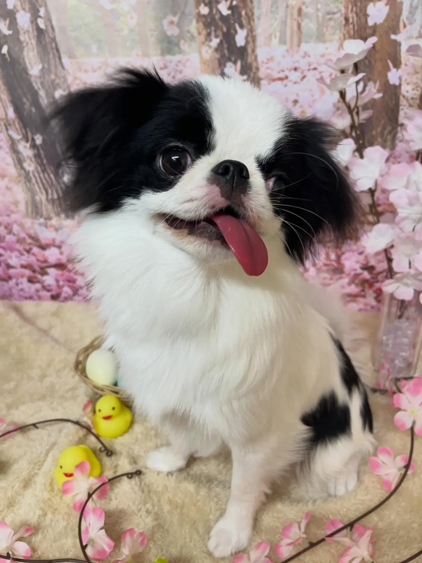 🍃4/15のトリミング🍃狆🐶｜名東区・千種区・守山区の動物病...