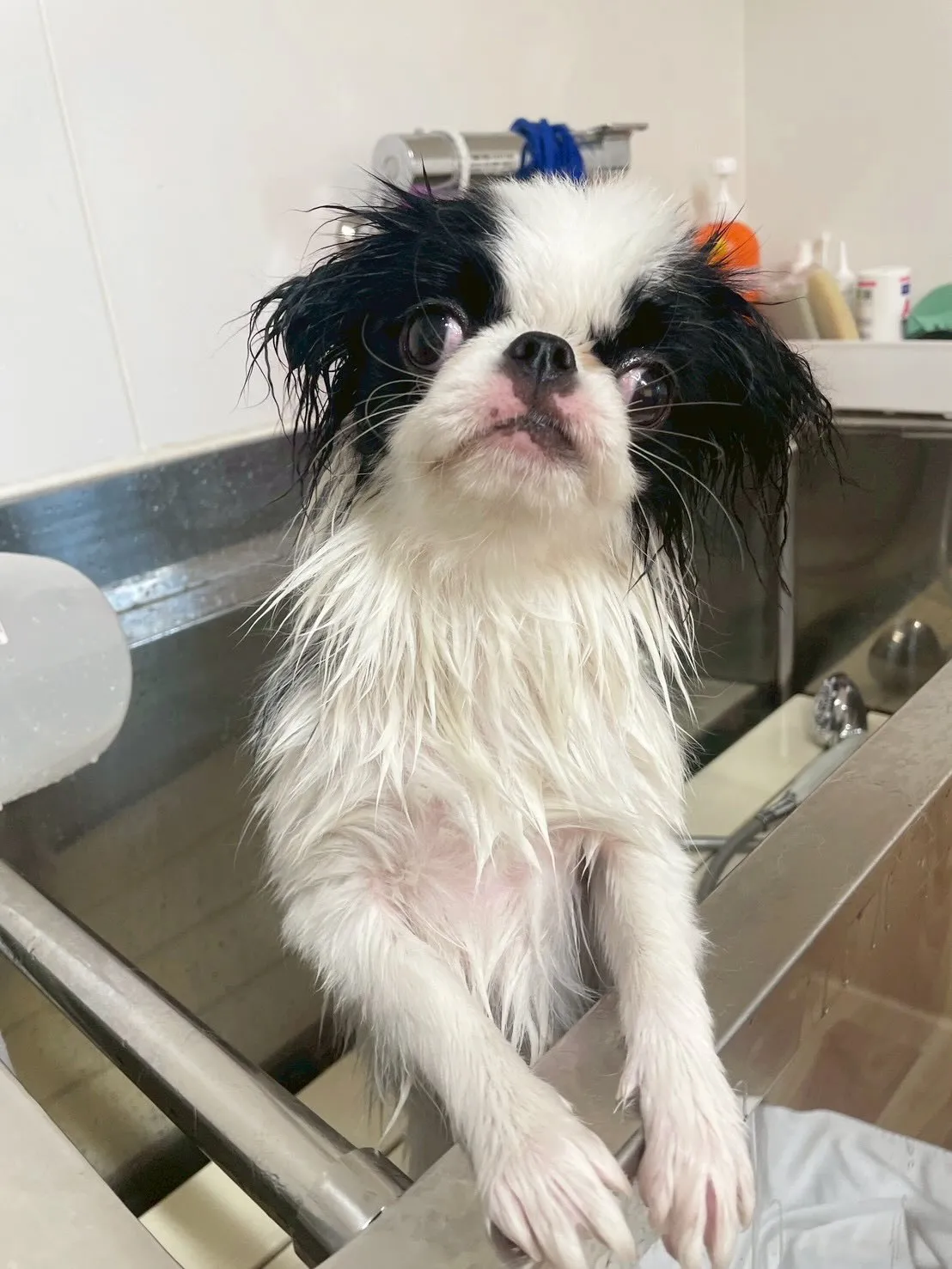 🍃4/15のトリミング🍃狆🐶｜名東区・千種区・守山区の動物病...