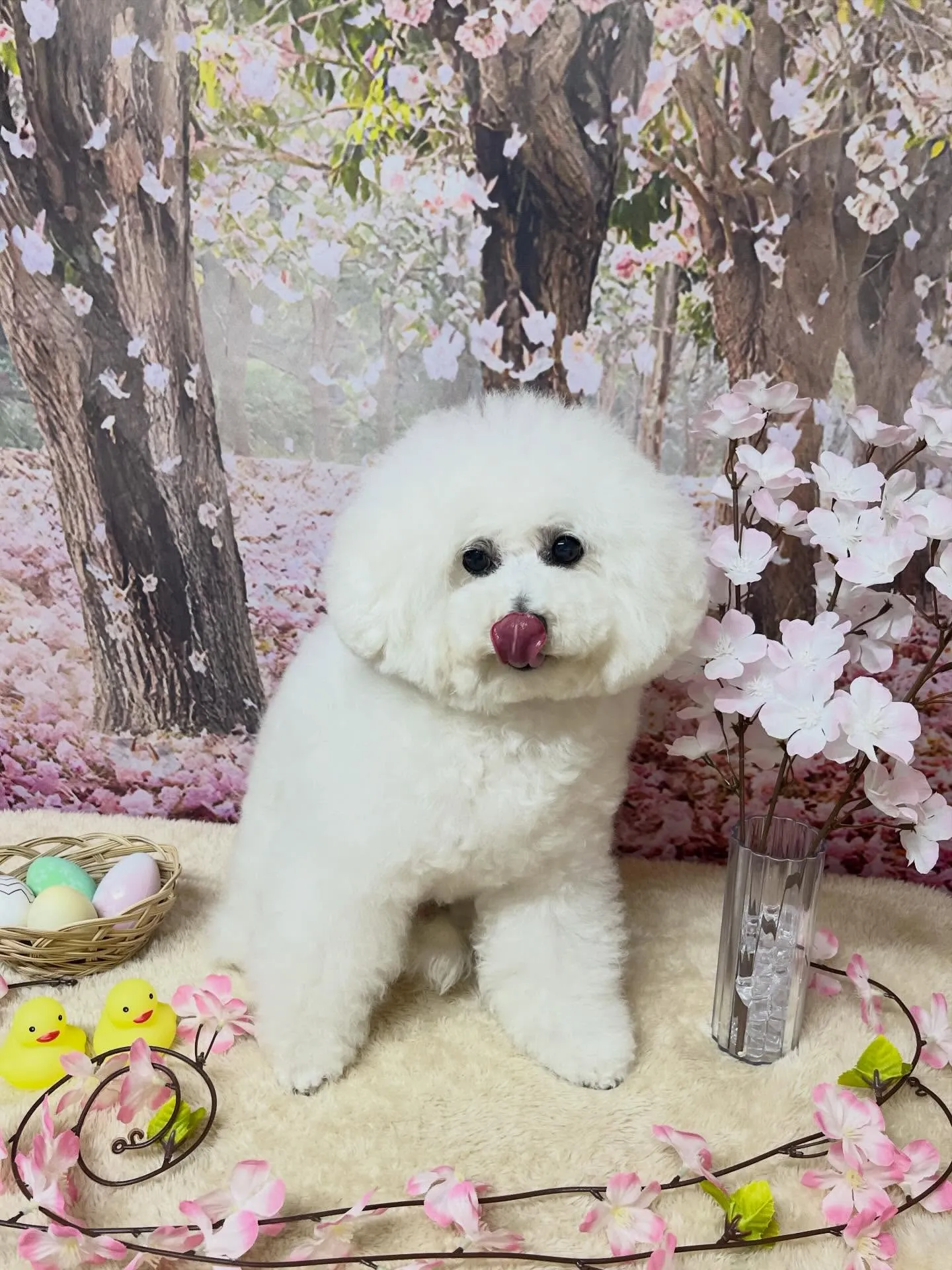🍃4/15のトリミング🍃プードル🐶｜名東区・千種区・守山区の...