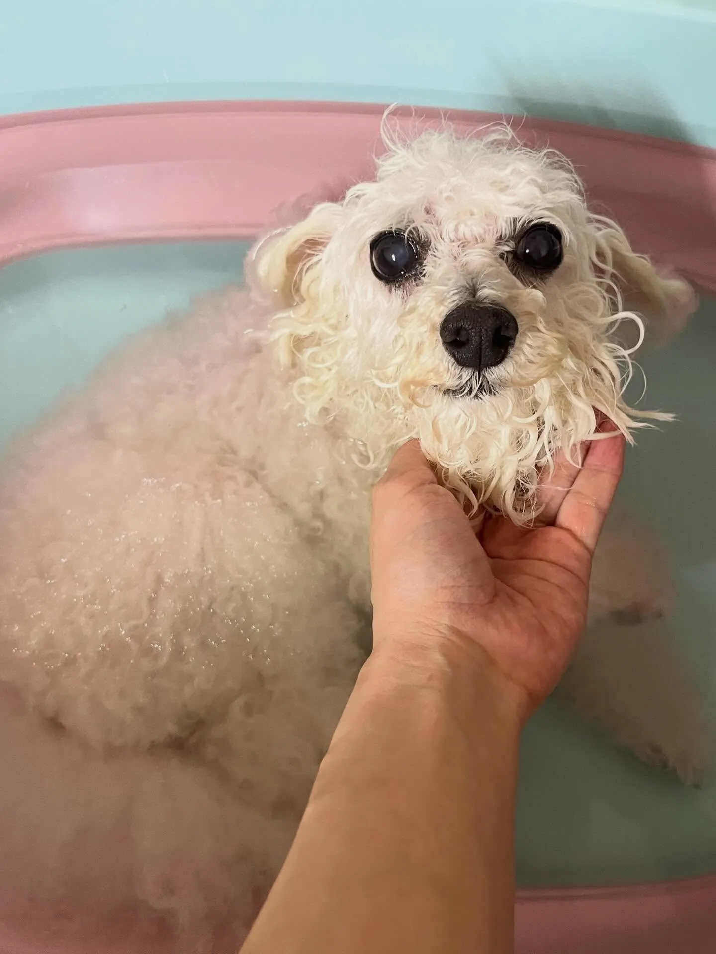 🍃4/15のトリミング🍃プードル🐶｜名東区・千種区・守山区の...