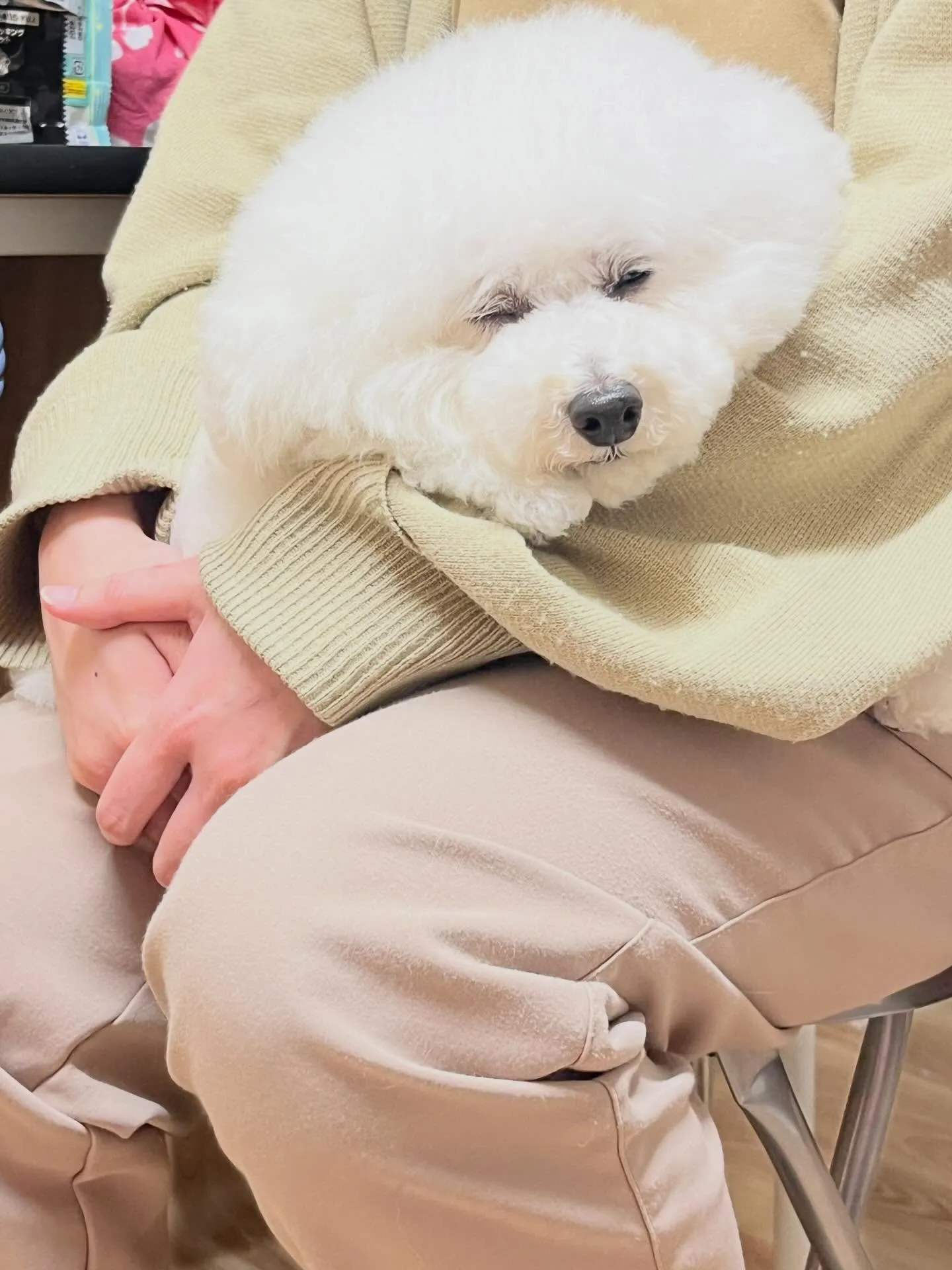 🍃4/15のトリミング🍃プードル🐶｜名東区・千種区・守山区の...