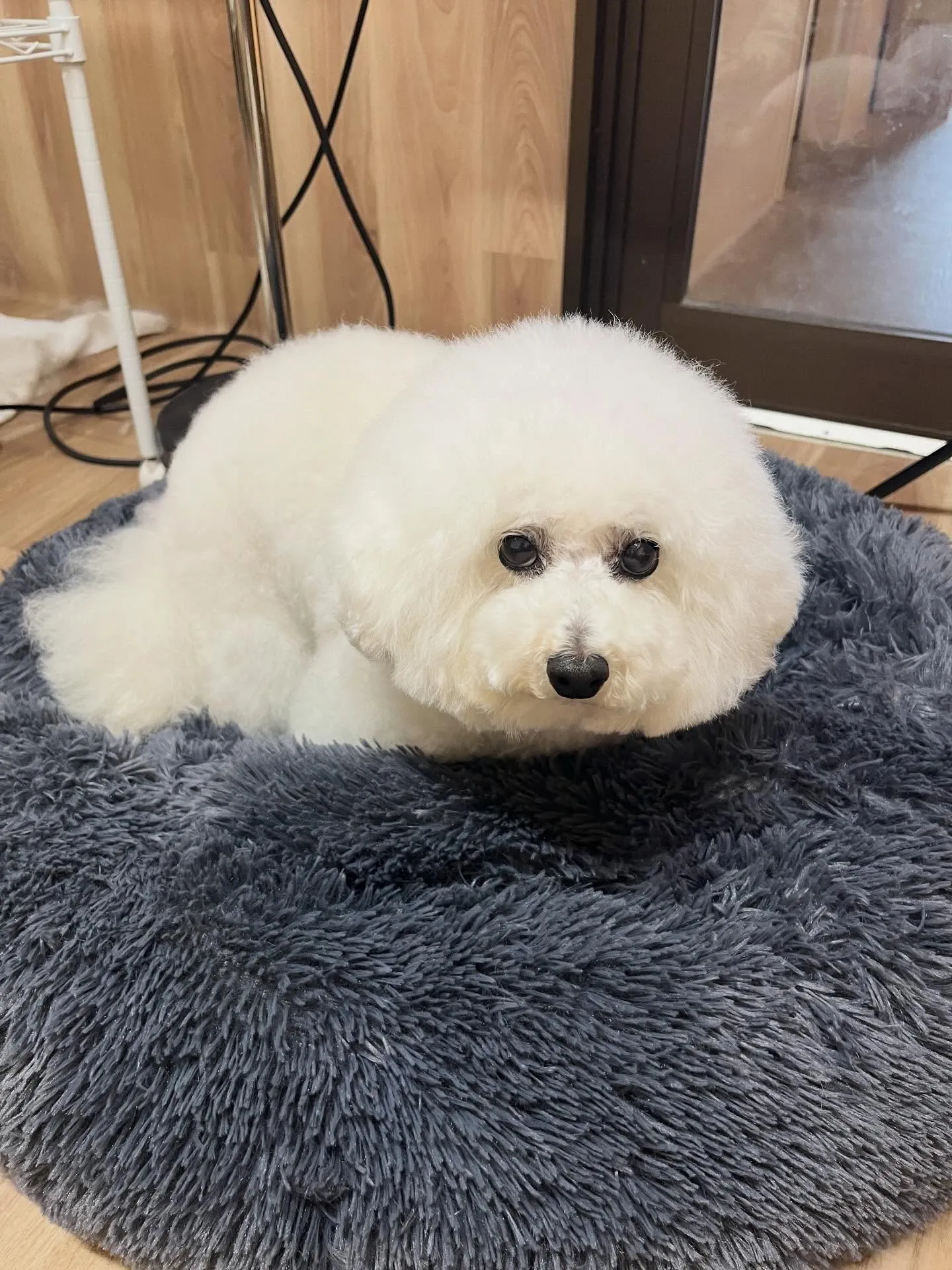 🍃4/15のトリミング🍃プードル🐶｜名東区・千種区・守山区の...