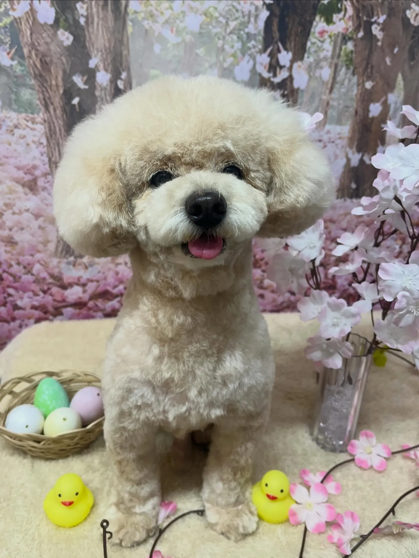 🍃4/15のトリミング🍃プードル🐶｜名東区・千種区・守山区の...