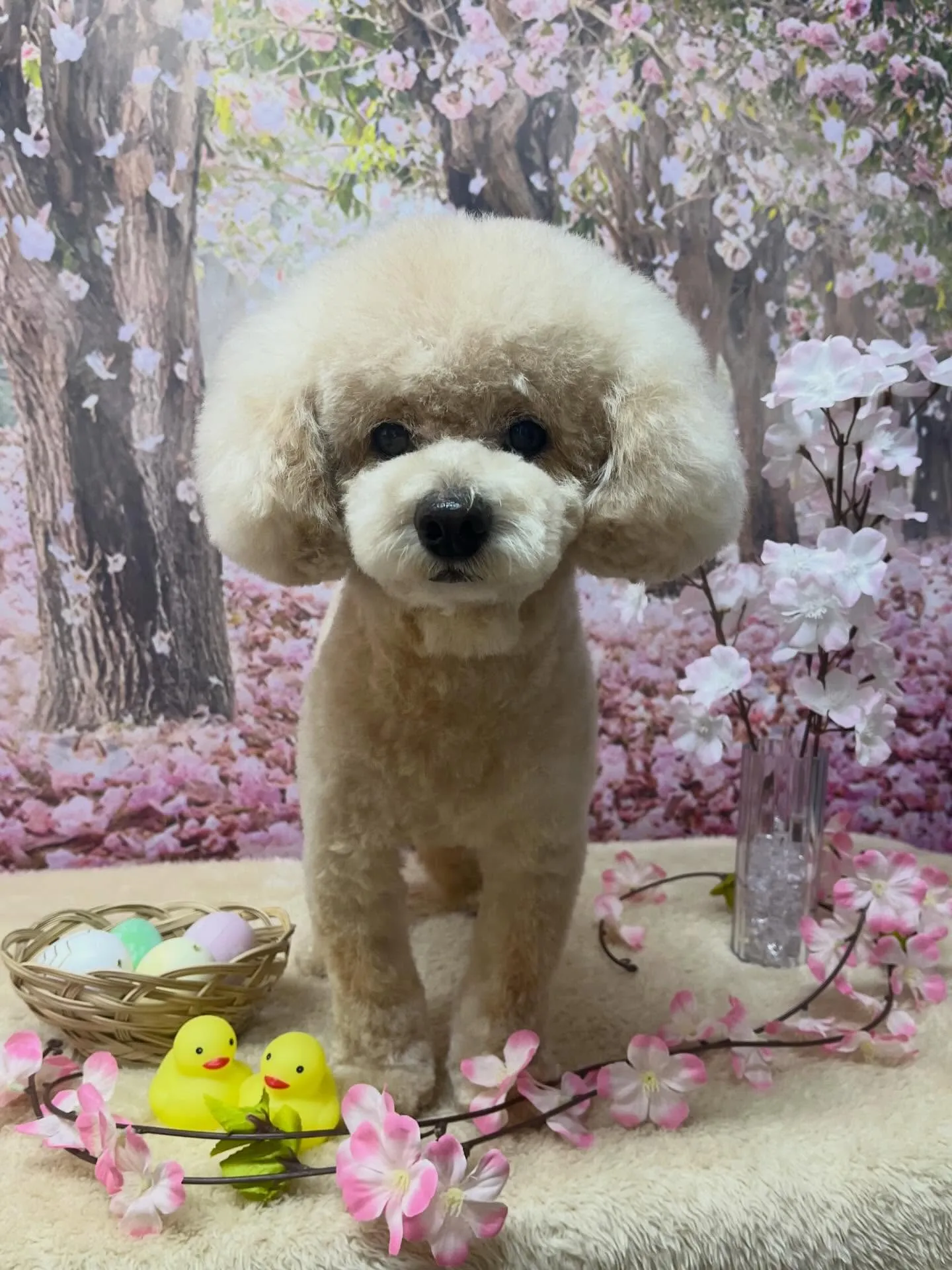 🍃4/15のトリミング🍃プードル🐶｜名東区・千種区・守山区の...